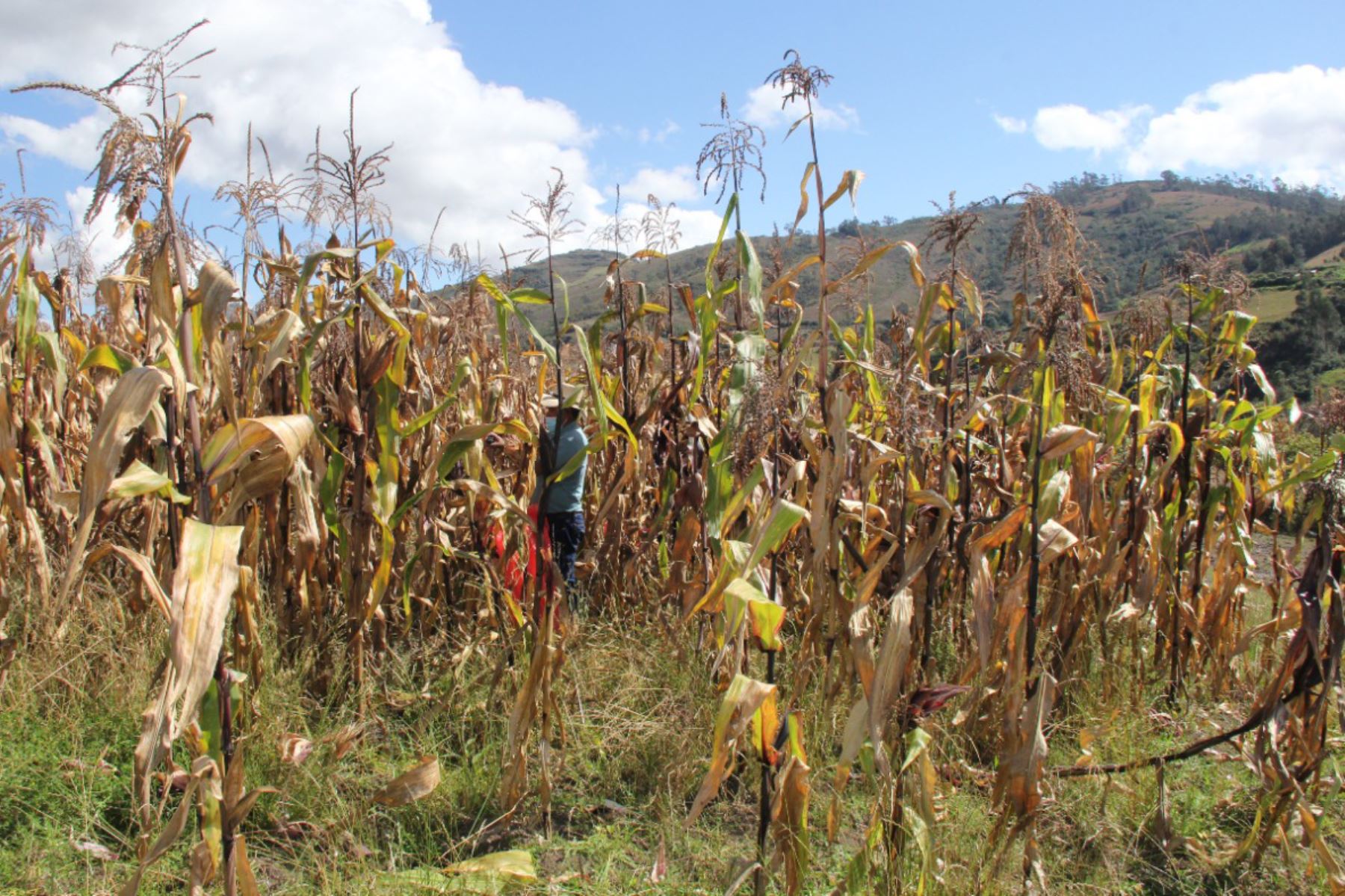 Este maíz morado tiene una alta concentración de antocianina, el elemento que le da el color morado al grano. Foto: ANDINA/INIA Cajamarca