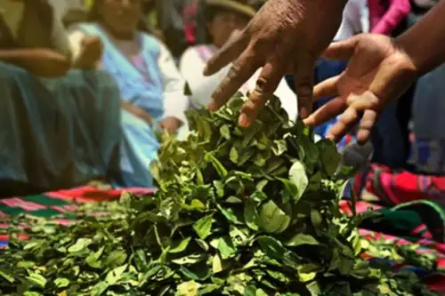 La política nacional sobre drogas contempla el tema del uso tradicional de la coca. ANDINA/Difusión