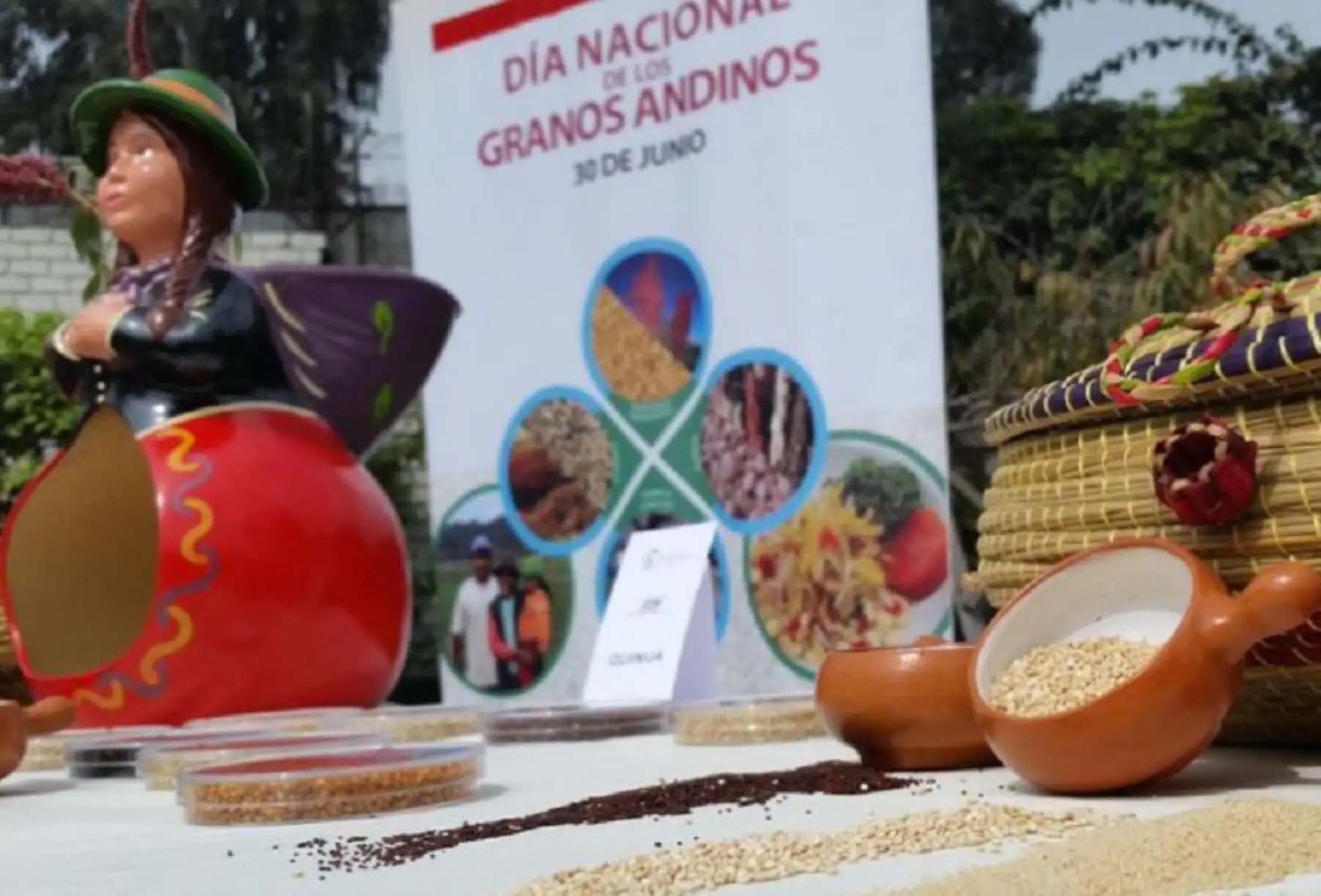 Los granos andinos contienen metabolitos primarios (almidones, minerales, proteínas, vitaminas, ácidos grasos, glucósidos, azúcares), y secundarios (saponinas, alcaloides, taninos, oxalatos, carotenos, antocianinas, betacianinas) que optimizan el funcionamiento de las células y tejidos, por lo que son alimentos claves para garantizar una buena salud.