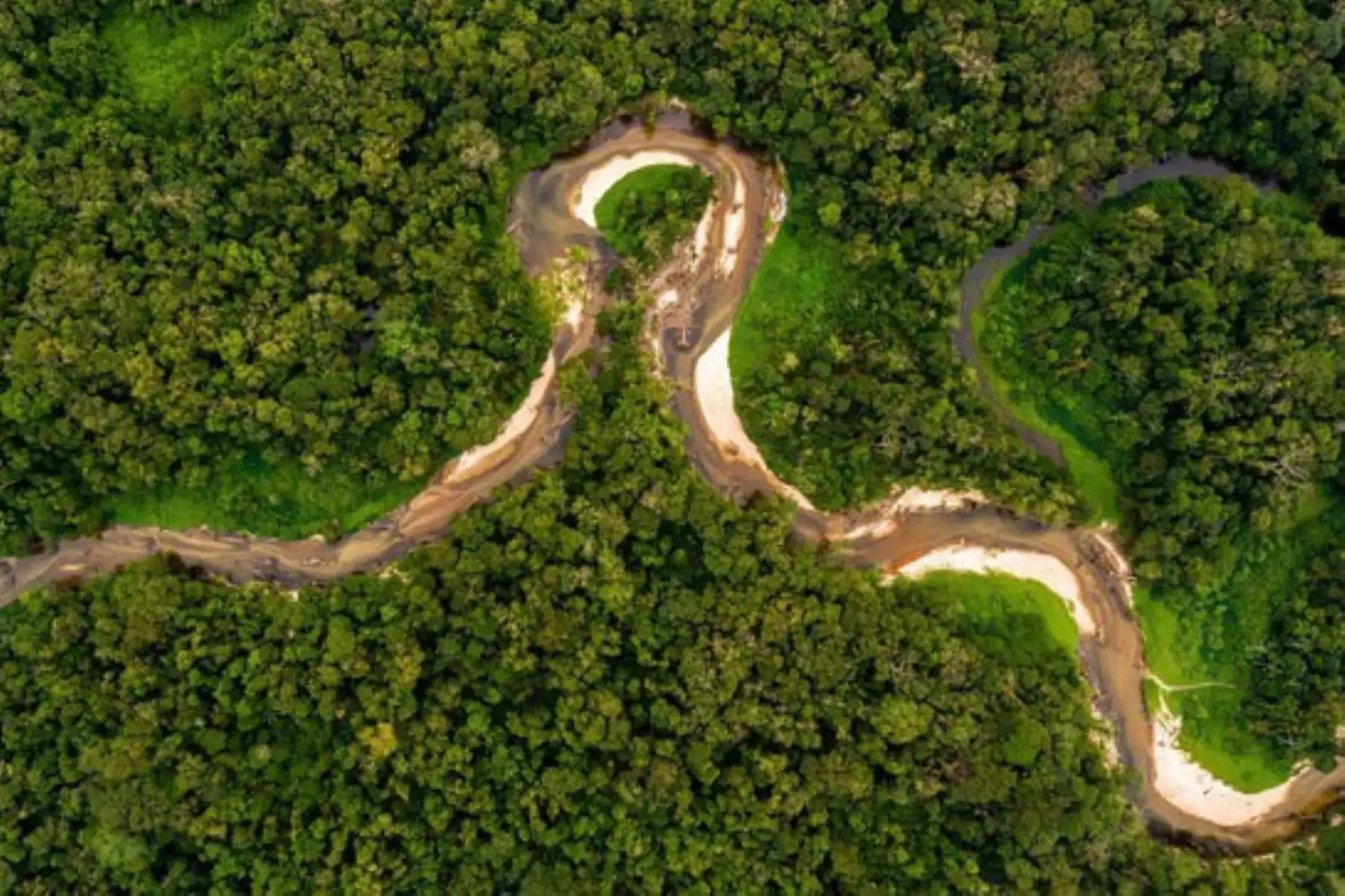 El Programa Bosques ha beneficiado a 21,921 familias e involucró compromisos para la conservación de 2 millones 934,713 hectáreas de bosques. Foto: ANDINA/Difusión