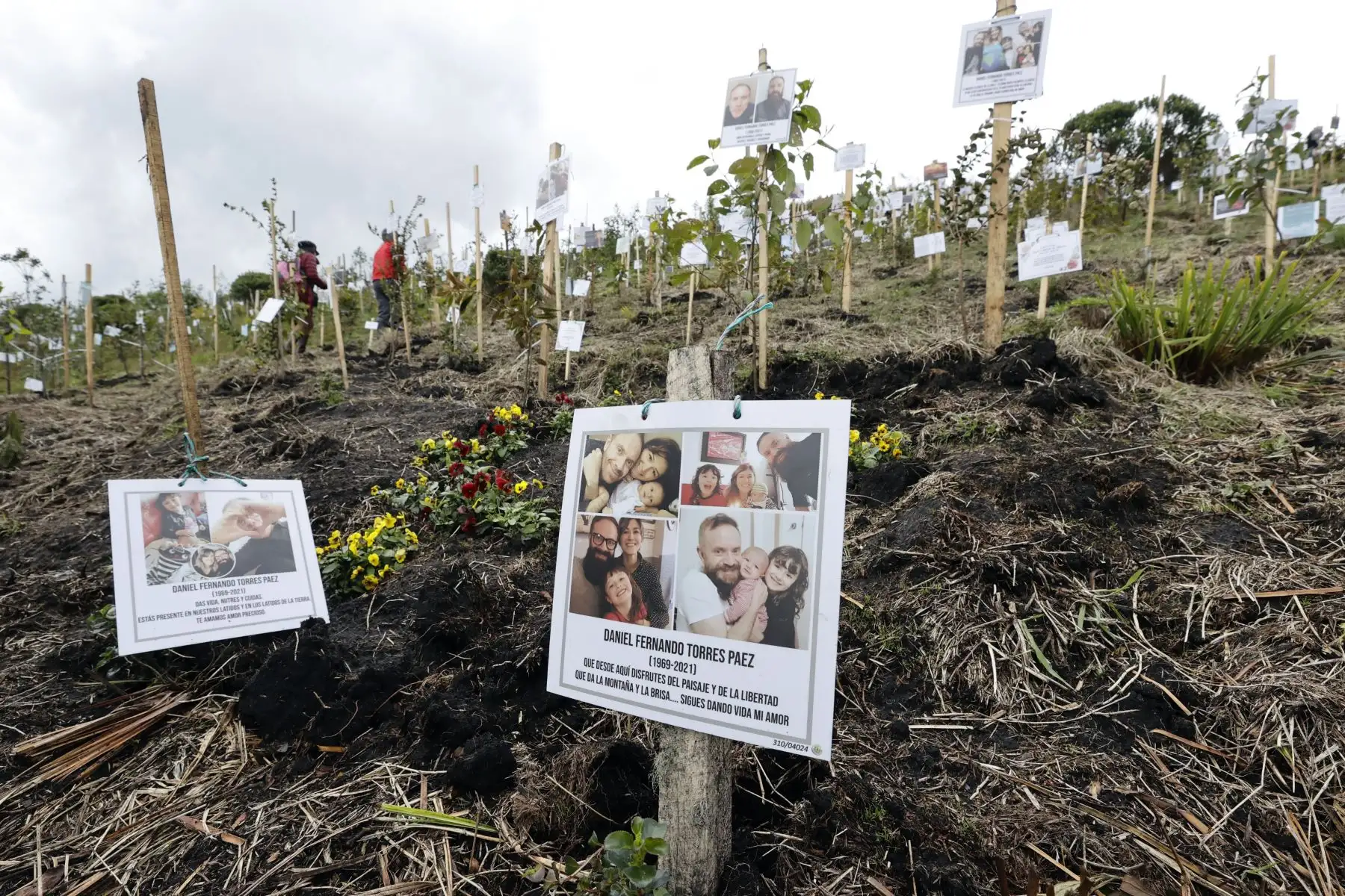 Visitantes al páramo de Guerrero siembran un árbol en memoria de un familiar fallecido, en la población de Cogua . Las cenizas de casi mil víctimas de la covid-19 reposan imperturbables en una colina de la Reserva Natural El Pajonal de Cogua, a 70 kilómetros de Bogotá, donde han sido sembrados en su memoria 3.000 árboles que dan vida al Páramo de Guerrero.
Foto: EFE