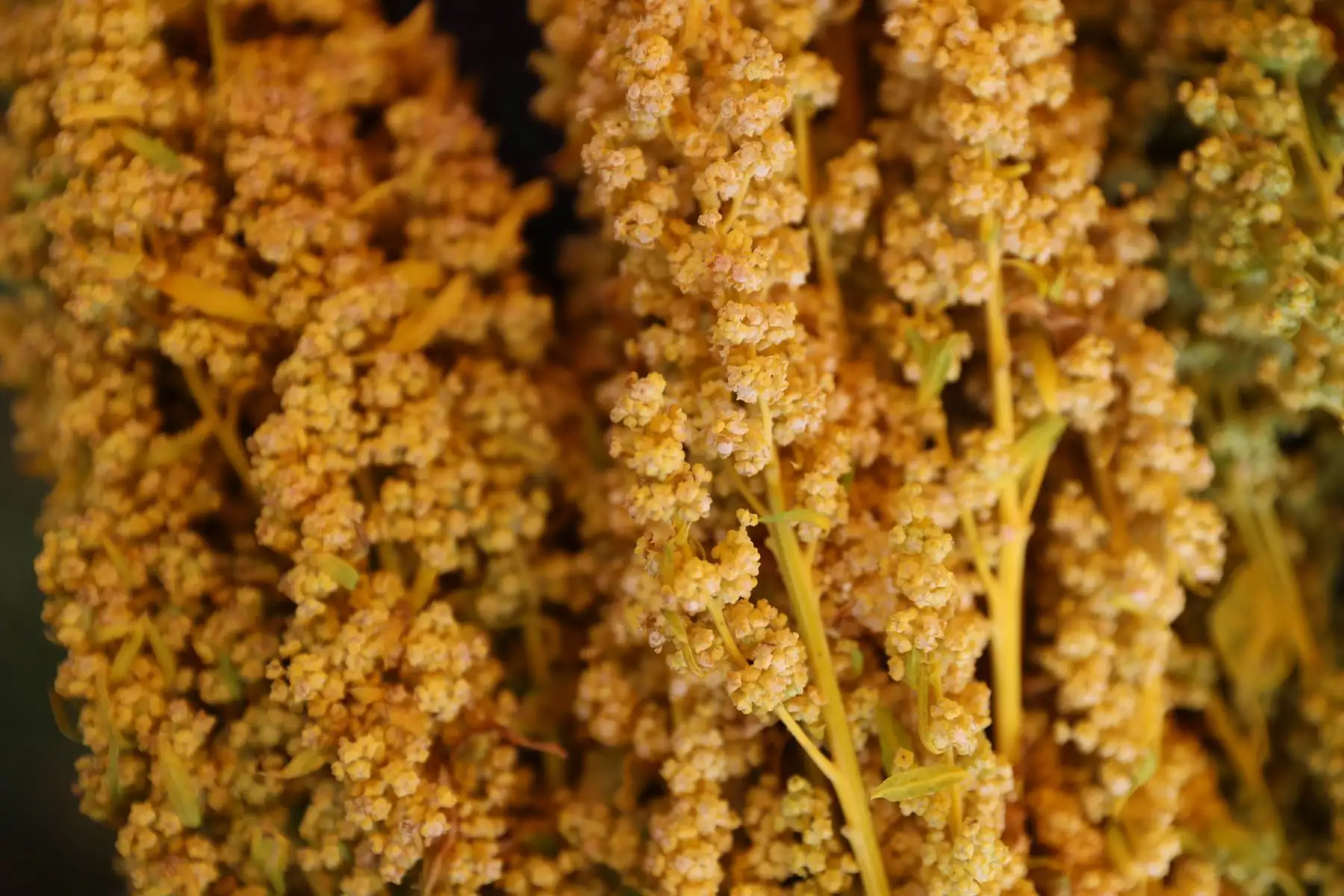La actividad, denominada: “Un futuro sembrado hace miles de años”, tiene como objetivo la promoción y fomento del consumo de los granos andinos: quinua, cañihua, kiwicha o amaranto y chocho o tarhui, considerados en la actualidad como superalimentos o superfoods, debido a su alto valor nutricional. Foto: ANDINA/ Carla Patiño