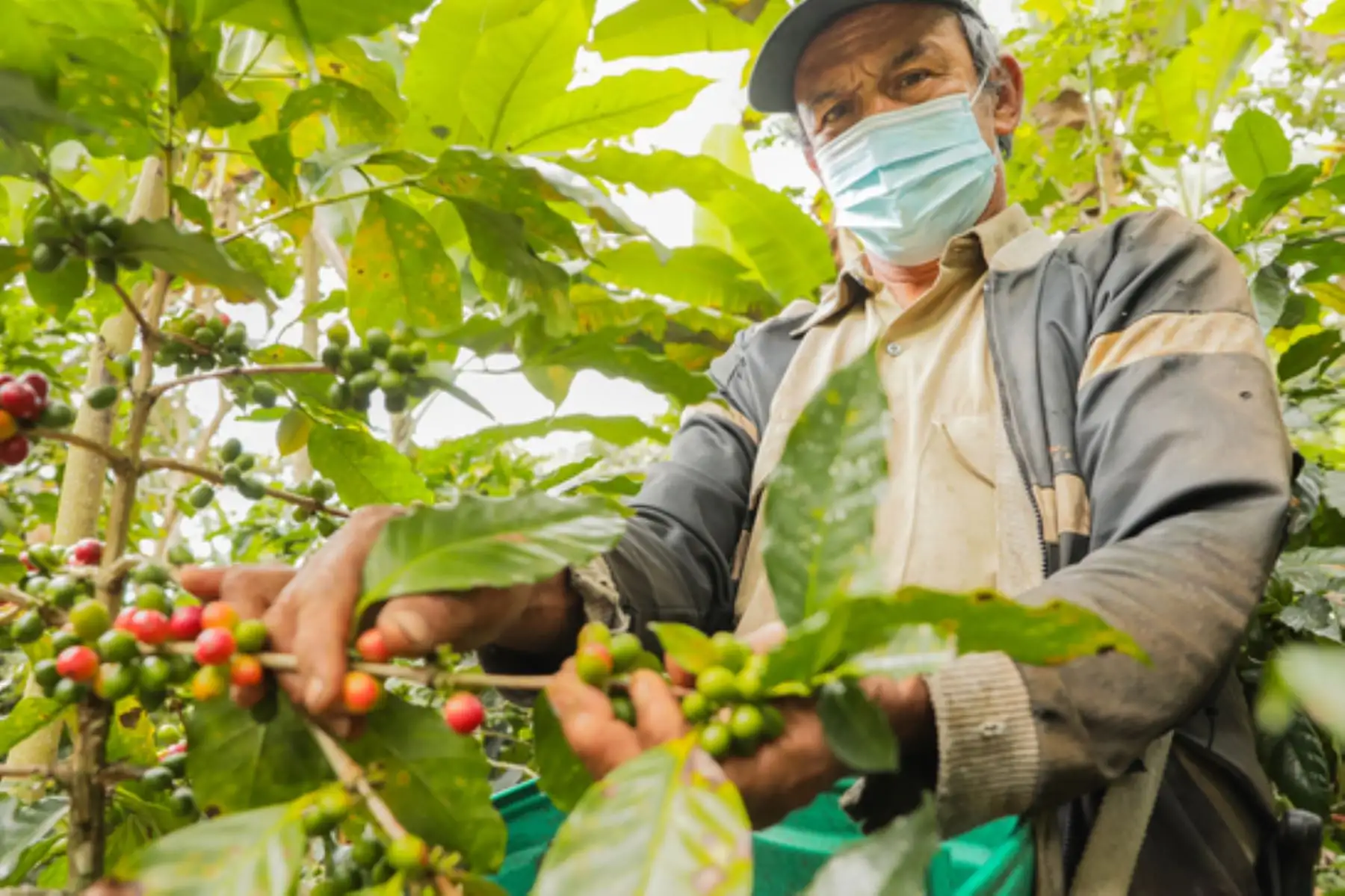 Agroideas ha contribuido al desarrollo productivo y empresarial de más de 19,000 productores de café en todo el Perú. Foto: ANDINA/ Midagri