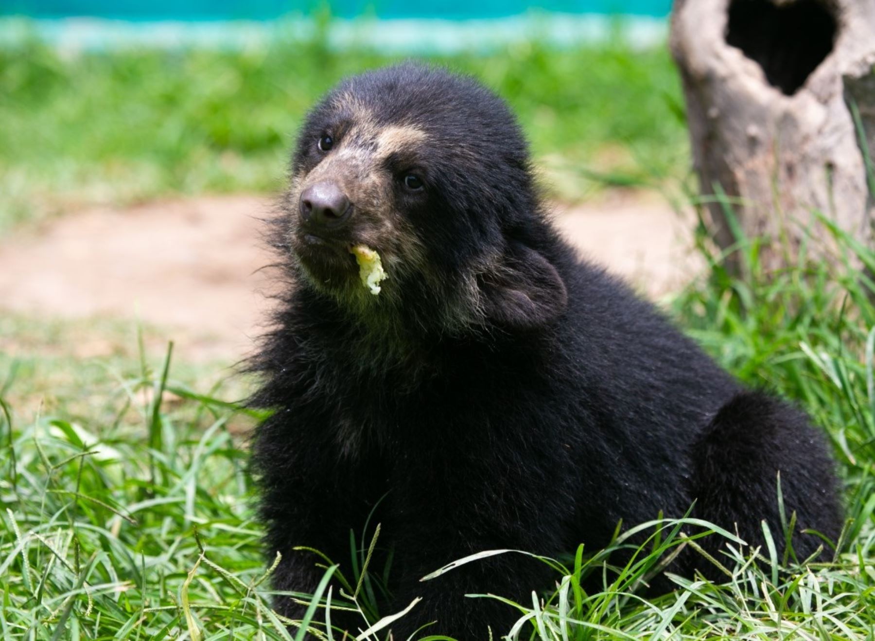 Serfor invoca a la población de Puno a proteger al oso andino, una especie que habita en los bosques amazónicos de esta región y que se encuentra amenazada. ANDINA/Difusión