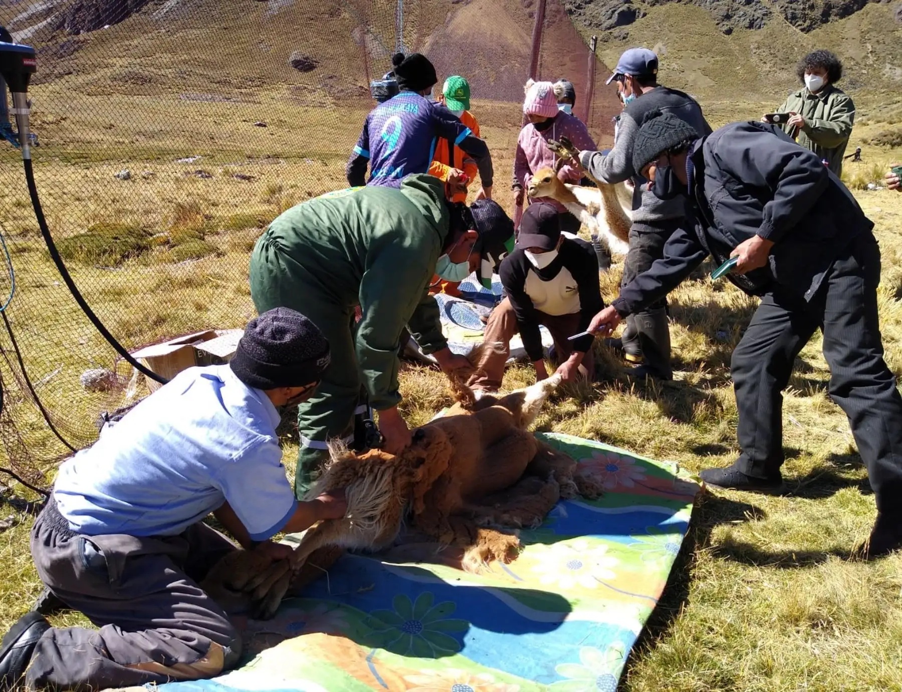 Pobladores de la comunidad Marancocha-Aychana, en la provincia de Concepción, región Junín, reanudaron la esquila de vicuñas con nuevo protocolo sanitario para prevenir la covid-19. ANDINA/Difusión