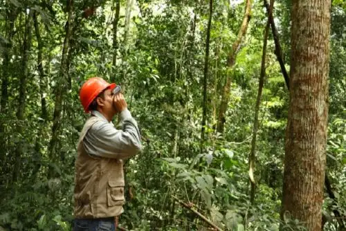 Una de las herramientas diseñadas por el Osinfor para impulsar la competitividad forestal es el uso de un aplicativo para  el reconocimiento de especies forestales, que servirá de apoyo para el titular y regente de títulos habilitantes al momento de realizar el censo forestal.