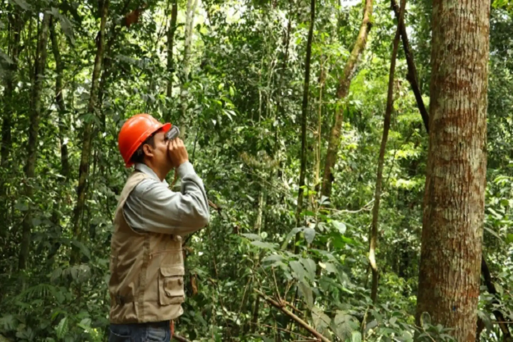 Una de las herramientas diseñadas por el Osinfor para impulsar la competitividad forestal es el uso de un aplicativo para  el reconocimiento de especies forestales, que servirá de apoyo para el titular y regente de títulos habilitantes al momento de realizar el censo forestal.