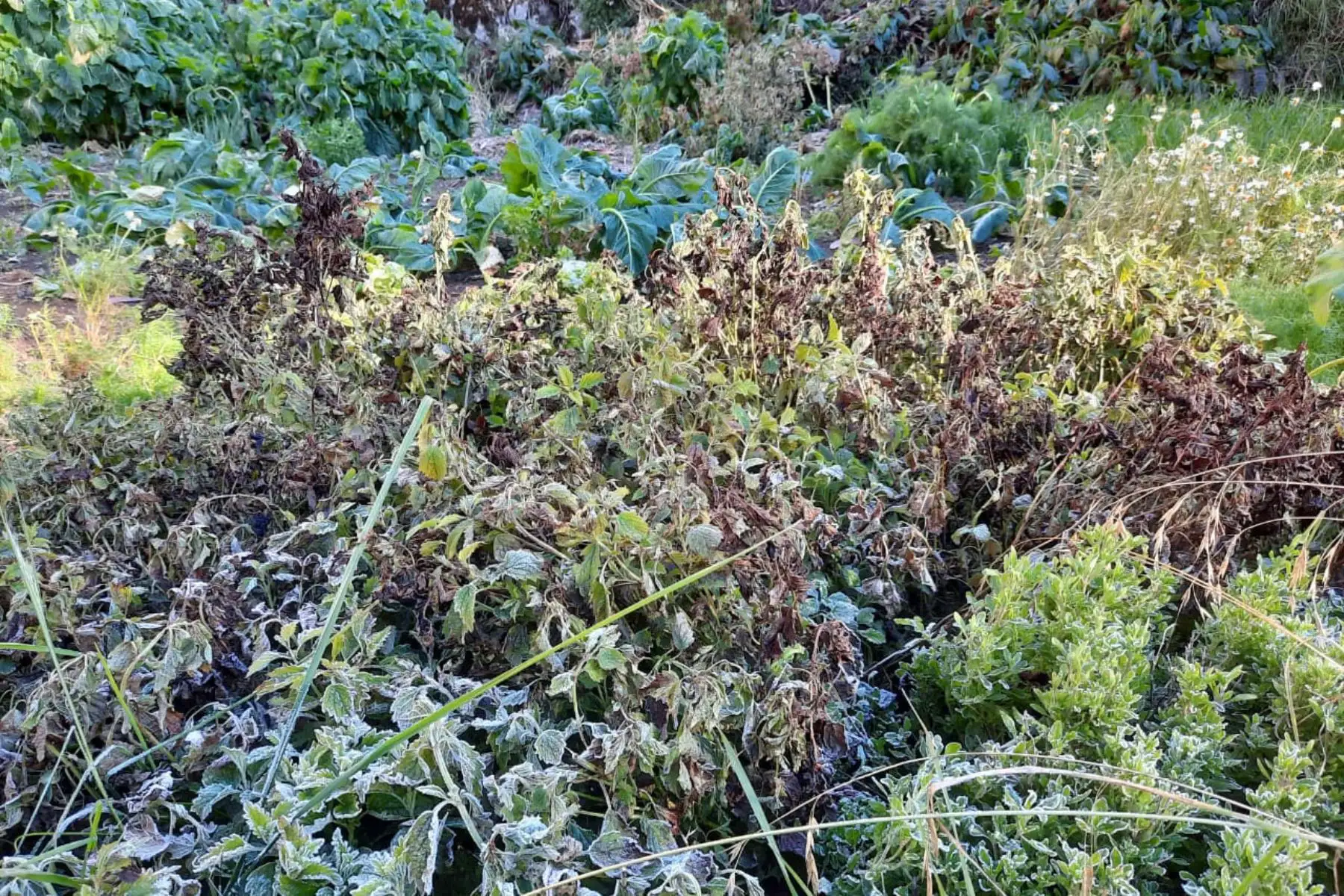 Heladas afectan cultivos de unas 16 familias de la localidad de Santa Cruz de Miopampa, en la sierra de Áncash, Foto: Cortesía Gonzalo Horna
