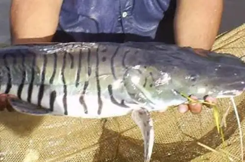 La doncella es una especie de bagre que, al igual que el paiche, constituye una especie “bandera” de la Amazonía, dado que tiene una alta preferencia en las mesas familiares gracias a su altamente nutritiva deliciosa carne.