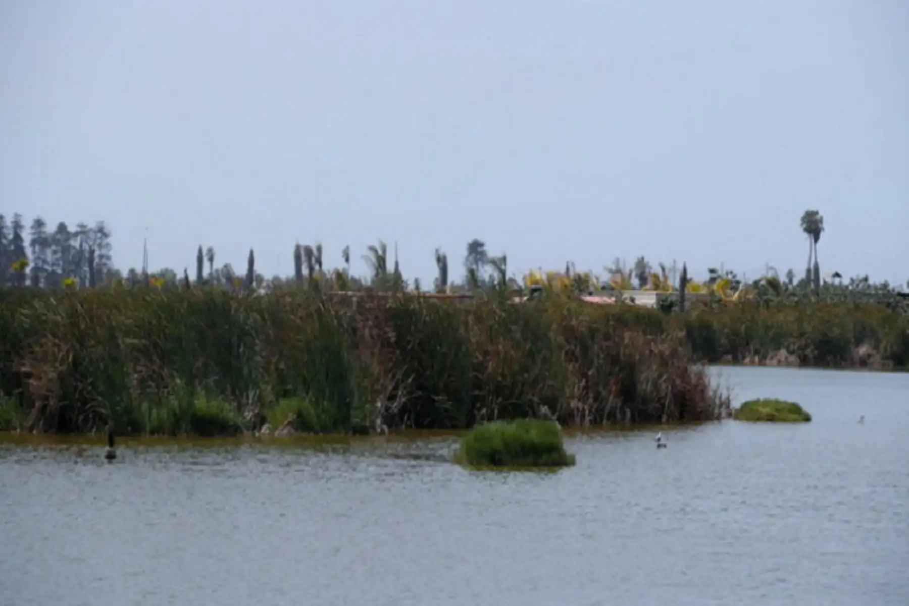 Las turberas conservan especies vegetales y animales particulares; son depósitos naturales de CO2 y regulan el ciclo hidrológico.