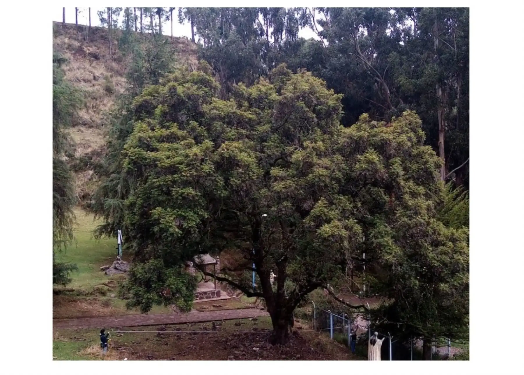 Cusco declarará como patrimoniales a dos árboles emblemáticos de 150 y 200 años ubicados en los santuarios del Señor de Huanca y la Virgen del Rosario de Huallhua, en la provincia de Calca.