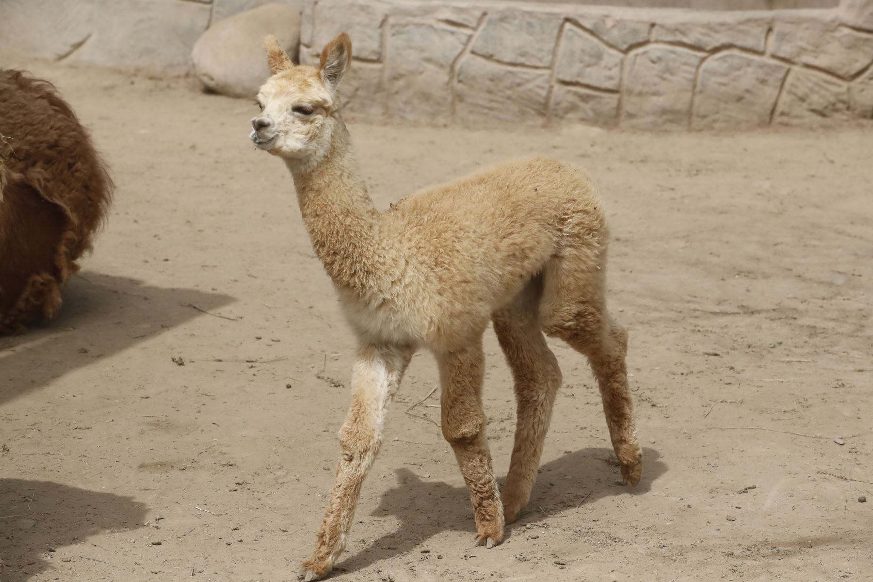 Paquita, la nueva alpaca bebé nacida en cautiverio en el zoológico de Huachipa. Foto:Juan Carlos Guzmán Negrini