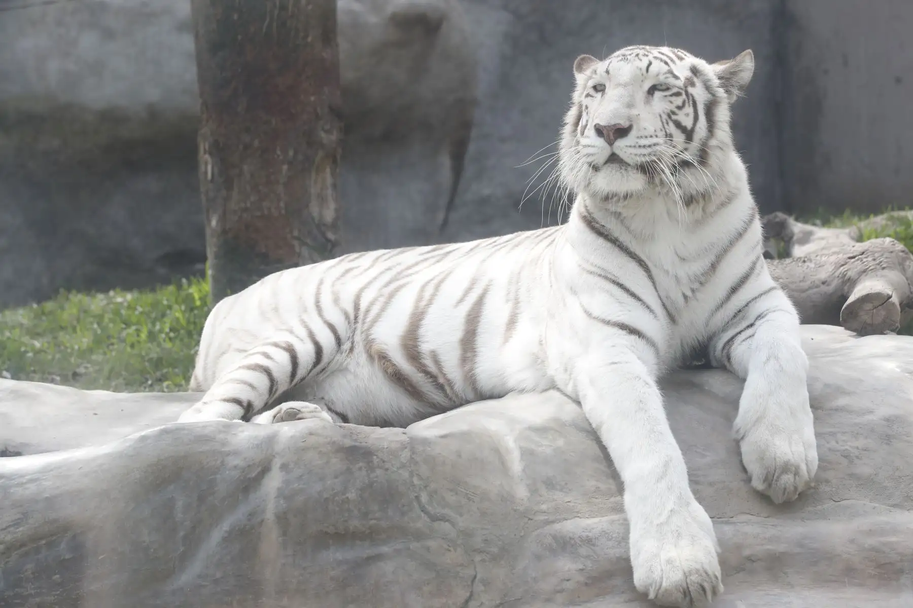 Tigre blanco o Tigre de Bengala del zoológico de Huachipa.
Foto:Juan Carlos Guzmán Negrini