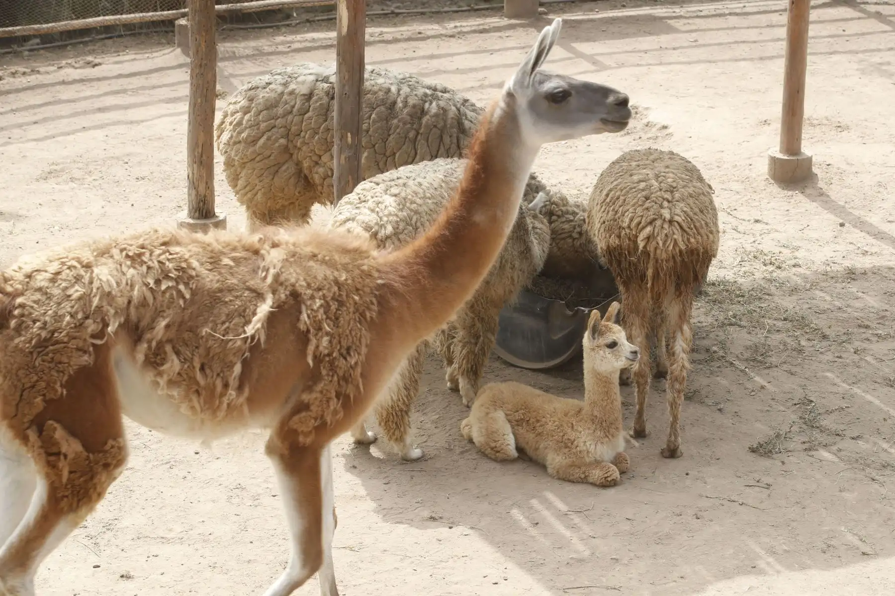 Paquita, la nueva alpaca bebé nacida en cautiverio en el zoológico de Huachipa. Foto:Juan Carlos Guzmán Negrini