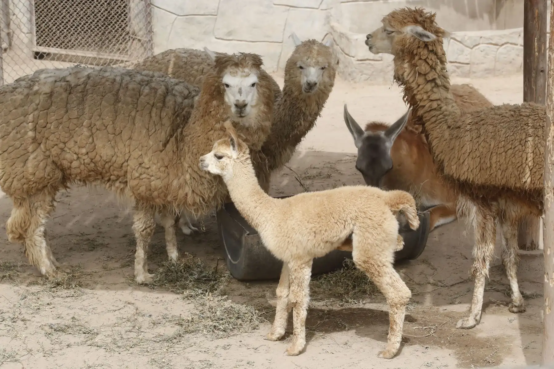 Paquita, la nueva alpaca bebé nacida en cautiverio en el zoológico de Huachipa.
Foto:Juan Carlos Guzmán Negrini