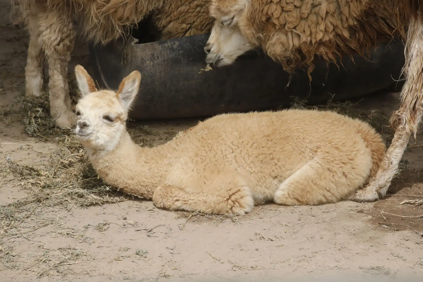 Paquita, la nueva alpaca bebé nacida en cautiverio en el zoológico de Huachipa.
Foto:Juan Carlos Guzmán Negrini