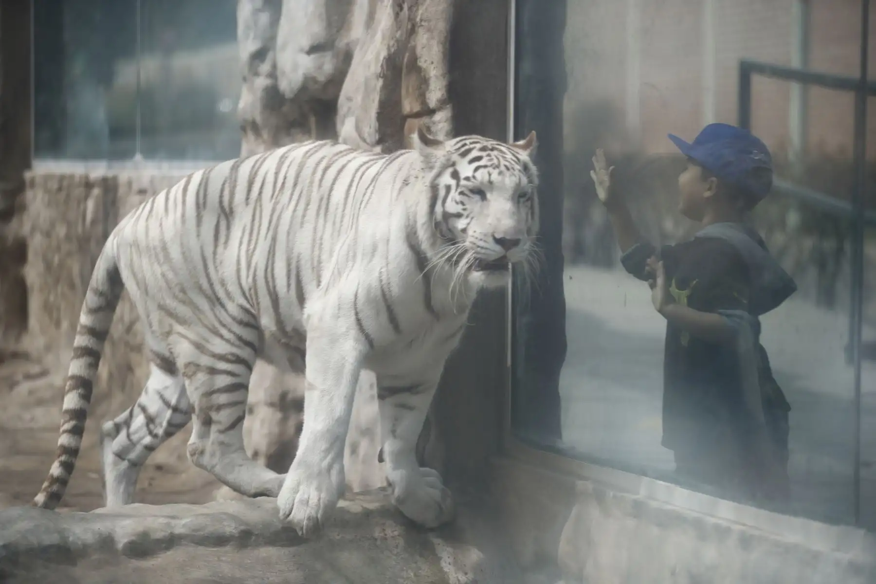 Un niño observa al tigre blanco del zoológico de Huachipa que está abierto al público en general.

Foto:Juan Carlos Guzmán Negrini