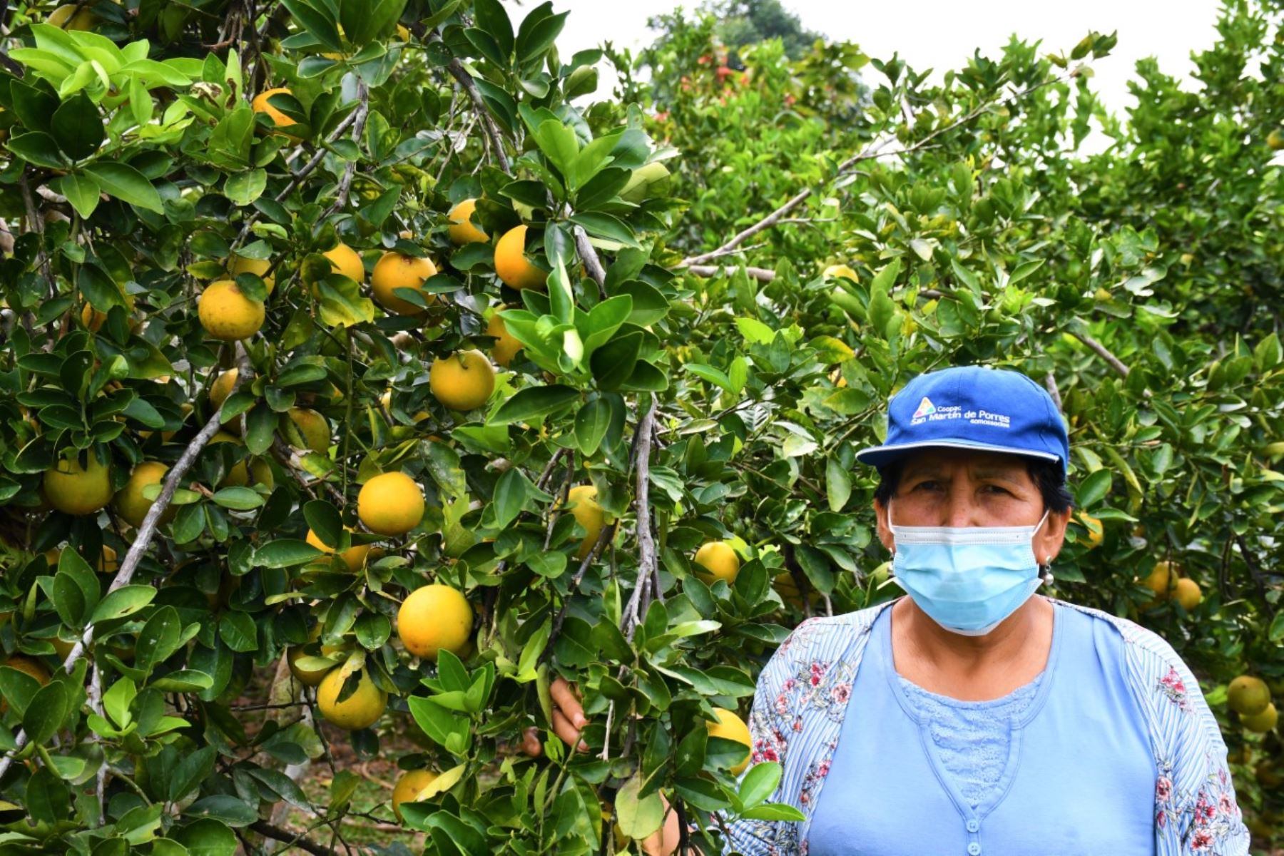 San Martín: agricultores de naranja logran aumentar producción de 10 a 40 tn por hectárea