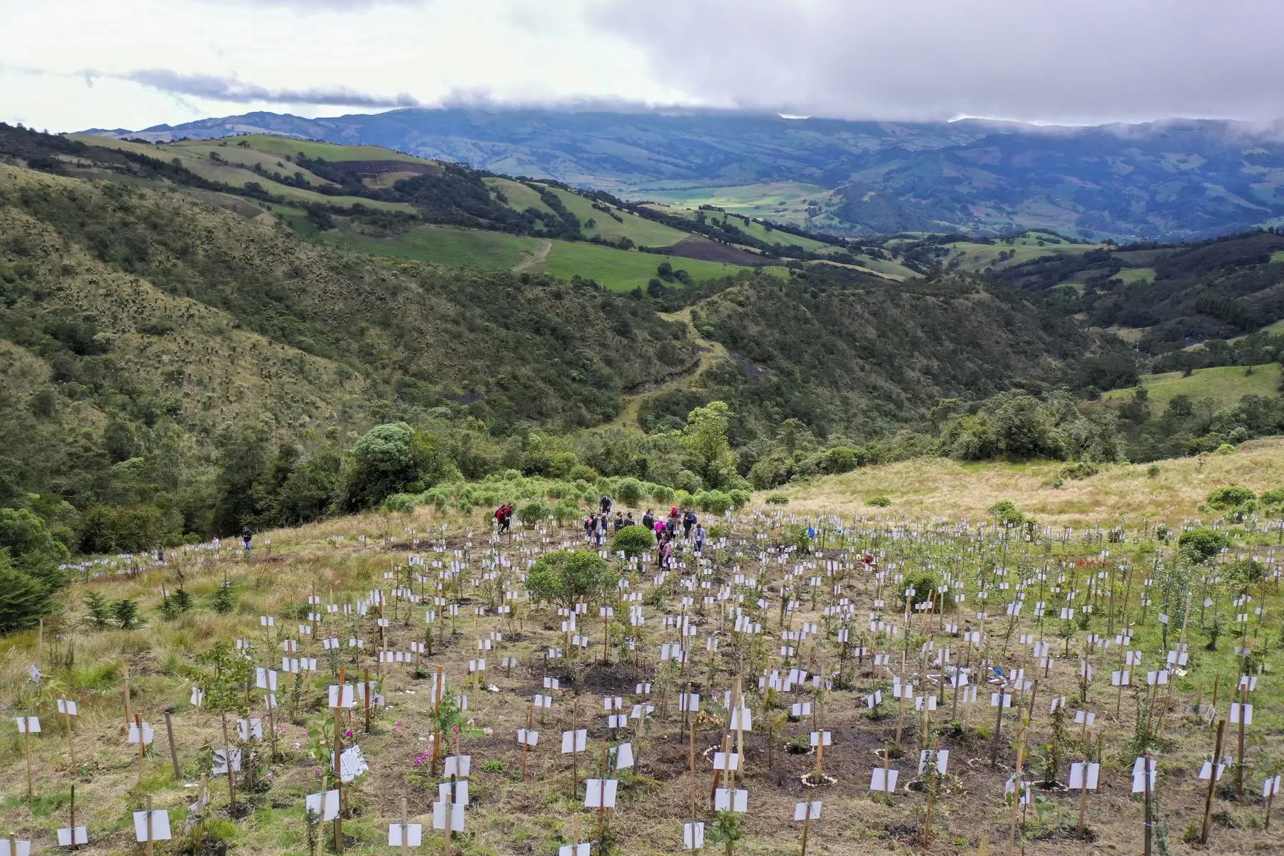 Vista aérea que muestra a los familiares de las víctimas del Covid-19 esparciendo sus cenizas en huecos donde plantan árboles durante un homenaje a sus seres queridos, en el municipio de Cogua, cerca de Bogotá, Colombia. Foto: AFP