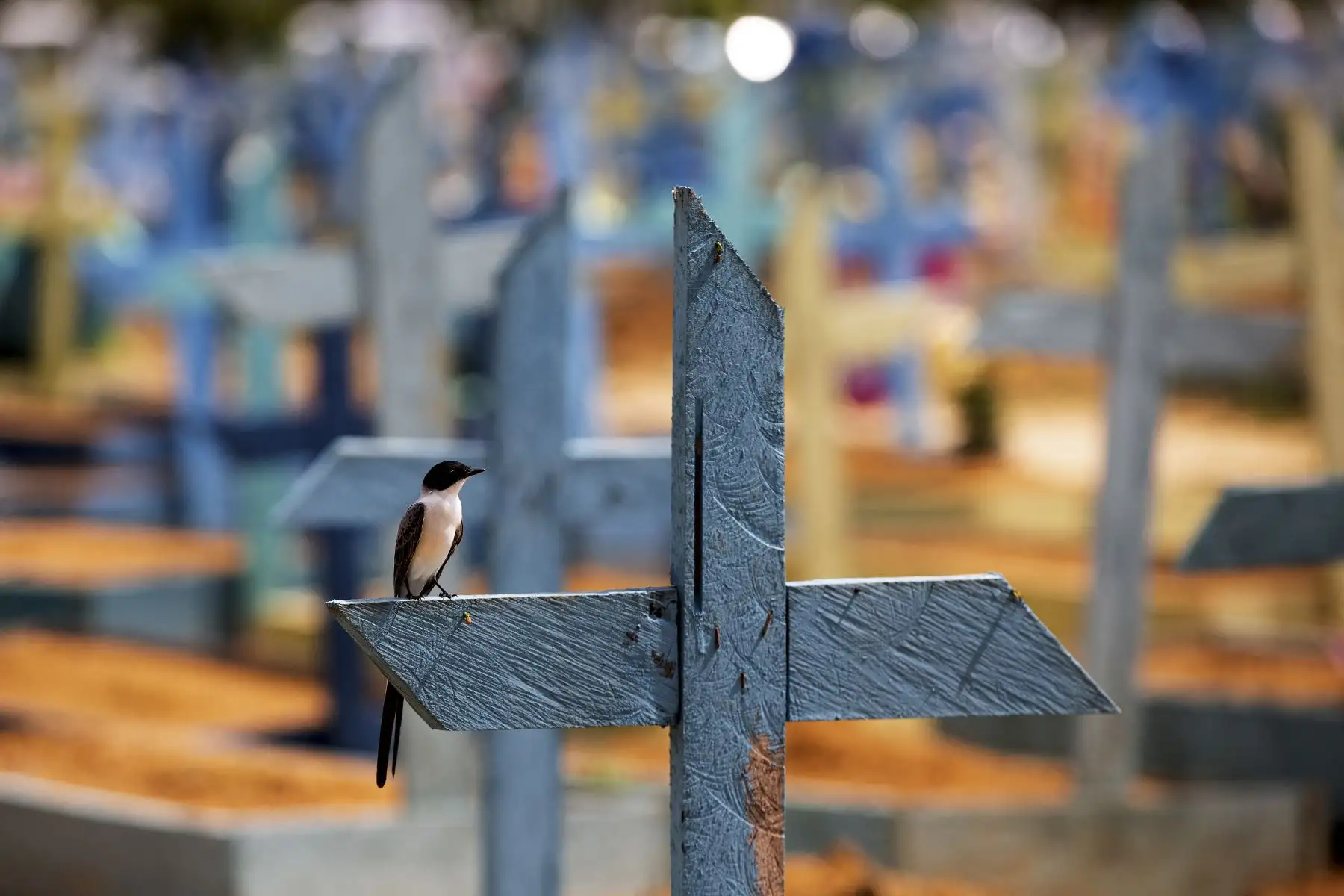 Un pájaro posa sobre una cruz en el cementerio de 
Nossa Senhora de Manaus para víctimas de covid-19, en Brasil. Foto: AFP