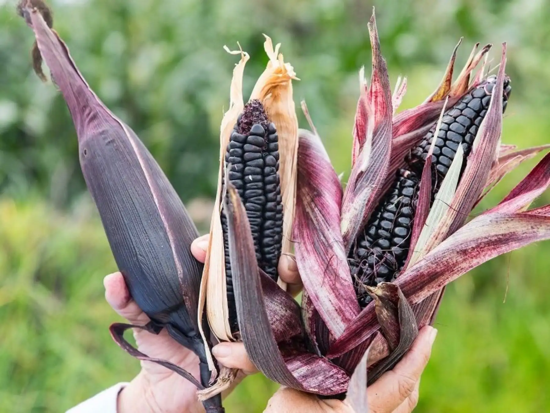Resaltan el aporte del INIA en el impulso de la agricultura familiar con cultivos de alto valor genético. ANDINA/Difusión