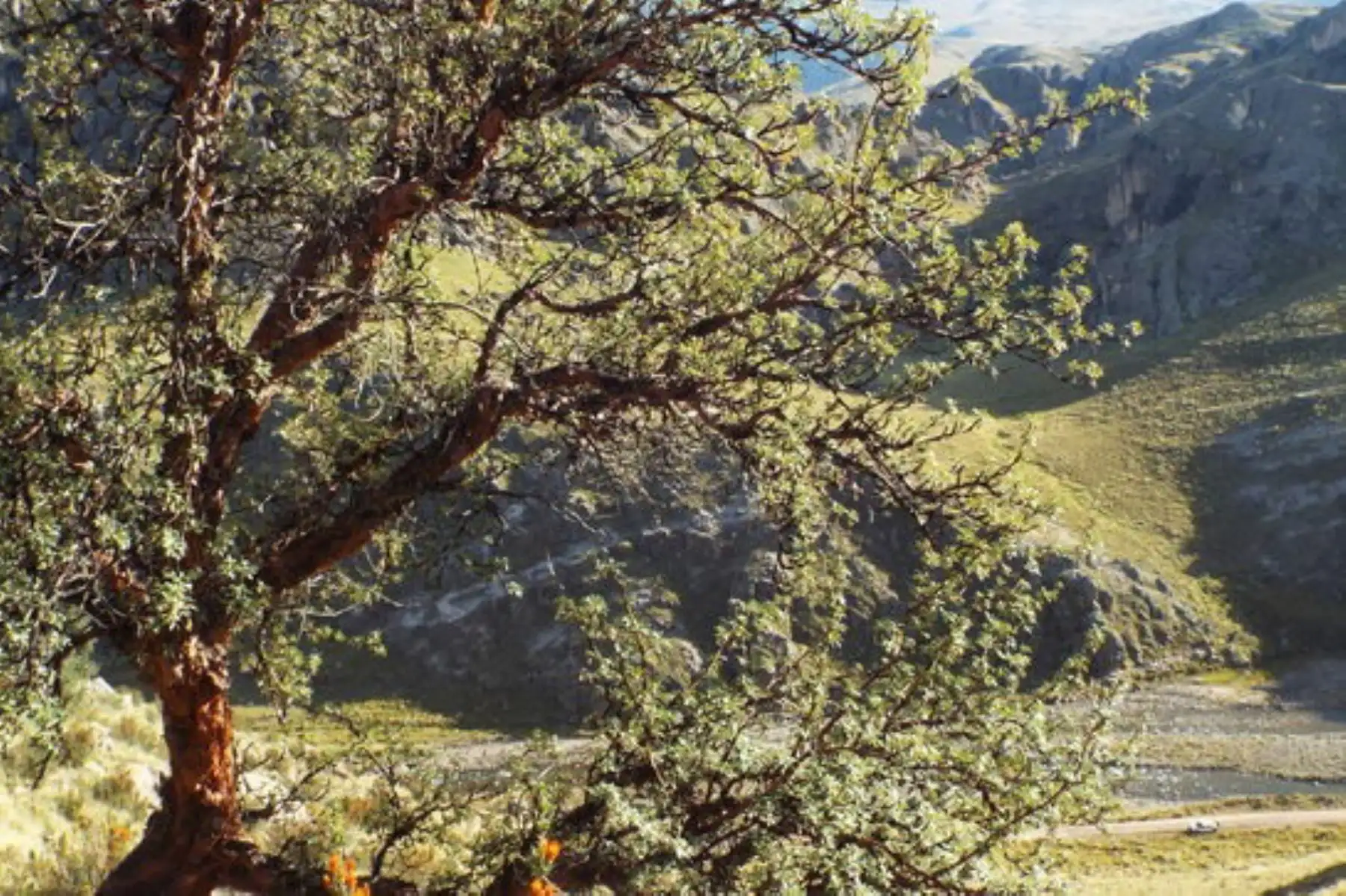 Para que un árbol obtenga el reconocimiento como patrimonial debe de cumplir ciertos requisitos: ser de importancia cultural para la zona, originalidad, belleza, gran tamaño, entre otros. Foto: ANDINA/Serfor