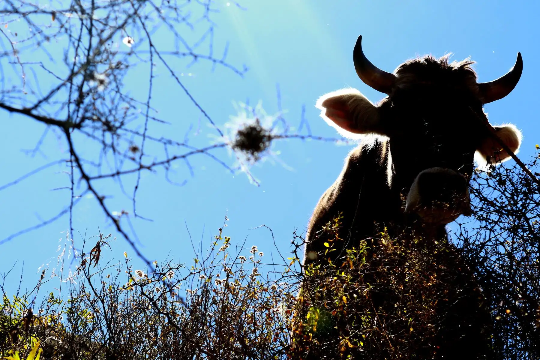 Aunque parezca complicado, se puede pedir referencias a los pobladores, o solicitar su acompañamiento hacia la caída de agua, con la ayuda de caballos que harán del cansancio un lastre más llevadero. Foto: Luis Iparraguirre