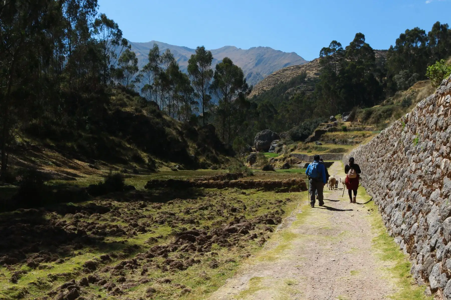 El Qhapaq Ñan que une Chinchero con Urquillos es una caminata moderada en descenso hacia el Valle Sagrado, donde se puede apreciar la flora, fauna y los apus sagrados o montañas que se muestran como protectores de dicho lugar, en una zona que es apropiada para la observación de aves. Foto: ANDINA/ Luis Iparraguirre