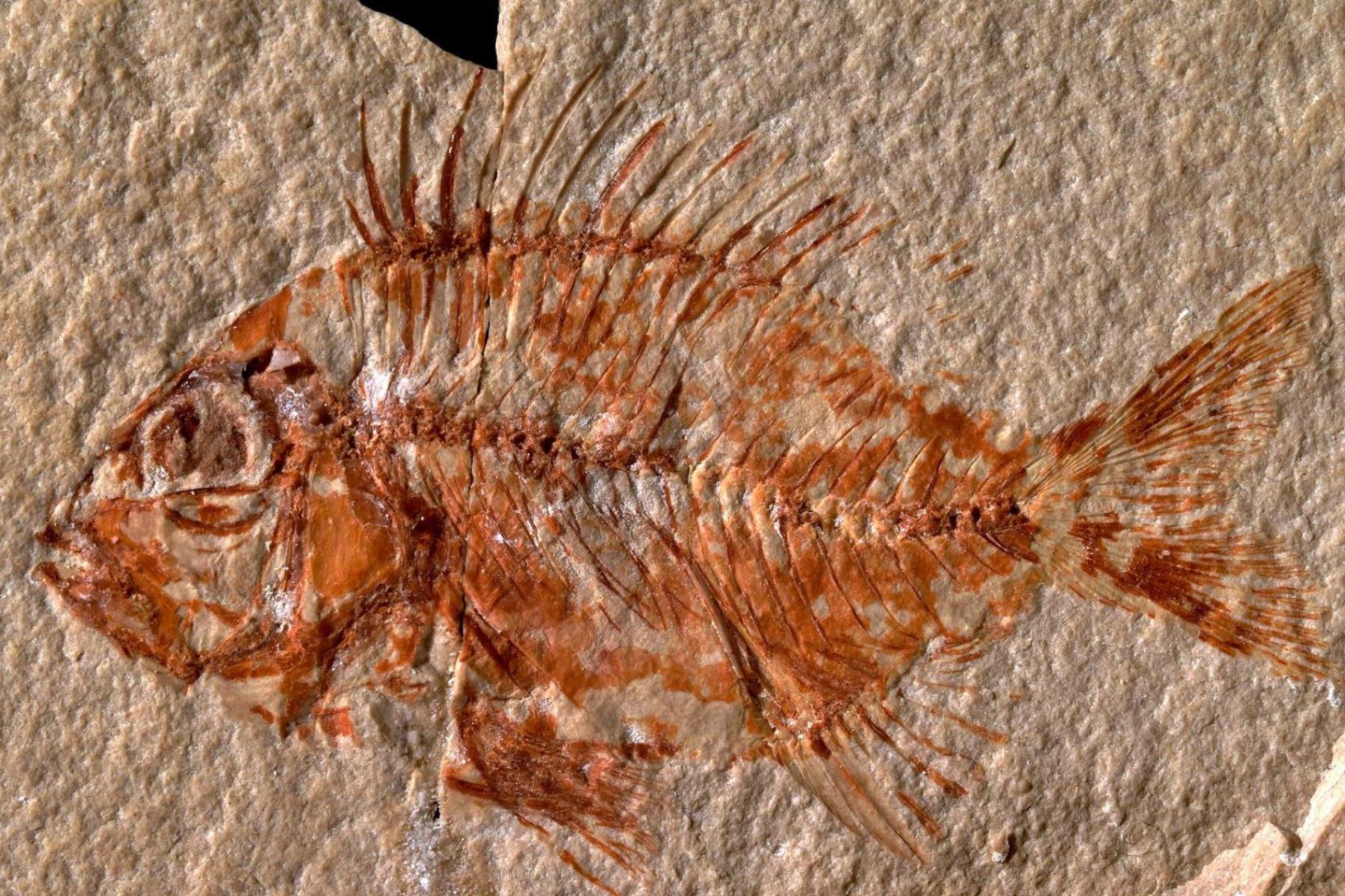 Hallan una nueva especie de pez en México que vivió hace 95 millones de años.