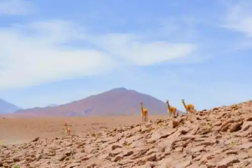 Para la zona costera de Ica se estiman temperaturas máximas dentro de sus rangos normales (por encima de los 19 grados Celsius), en tanto para la sierra de Ica, sierra sur Huancavelica y sur de Ayacucho se prevé temperaturas mínimas por debajo de los 6 grados Celsius