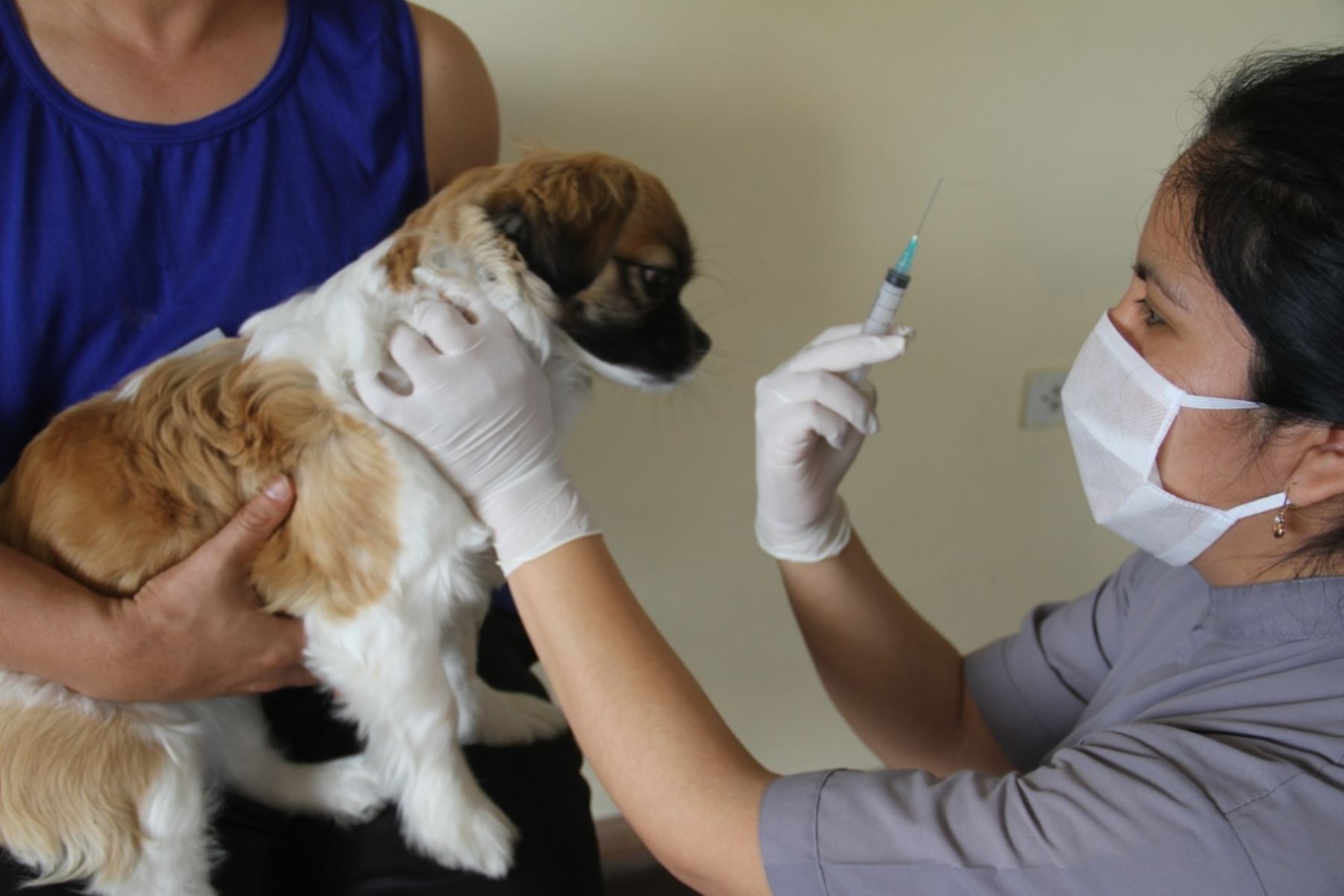 Con el objetivo de inmunizar a toda la población canina del distrito de Characato, en Arequipa mañana domingo 24 de abril se realizará una jornada de vacunación antirrábica canina, a fin de prevenir la propagación del virus entre las mascotas de la zona. ANDINA/Difusión