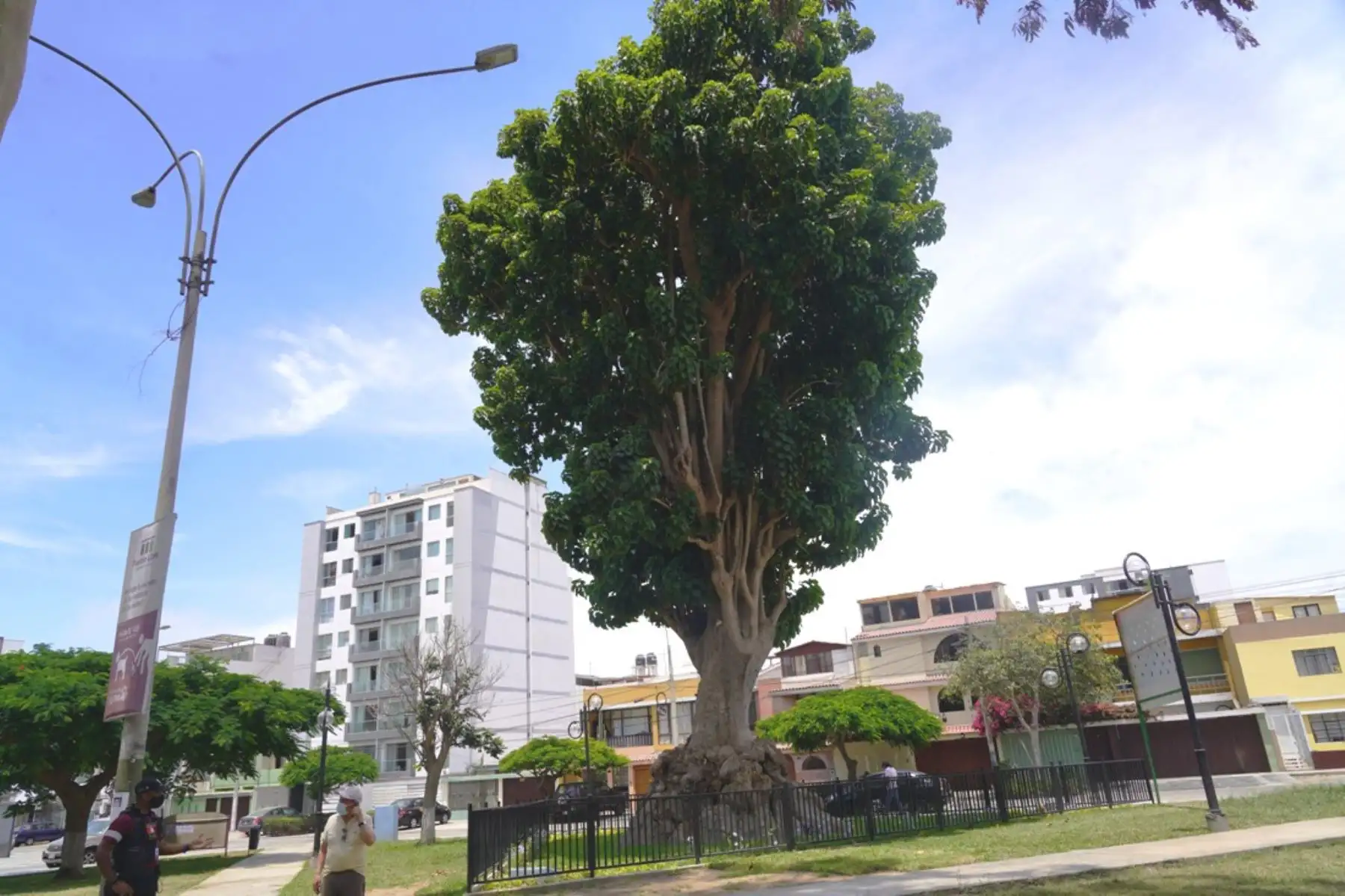 Bicentenario: Pueblo Libre revalora parque donde el libertador San Martín plantó un árbol. Foto: ANDINA/Difusión.