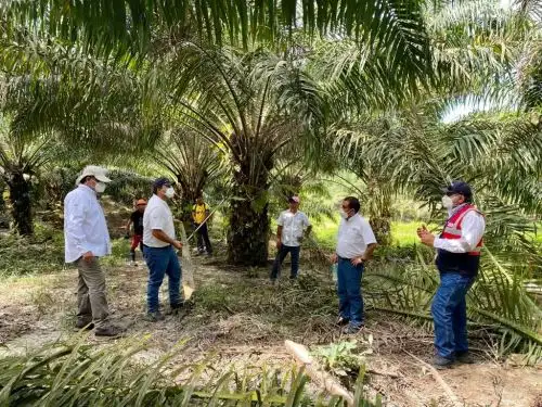 Unos 8,000 trabajadores agrícolas y de construcción civil de la región San Martín salvan de sufrir riesgos laborales graves gracias a la intervención de inspectores de Sunafil. ANDINA/Difusión