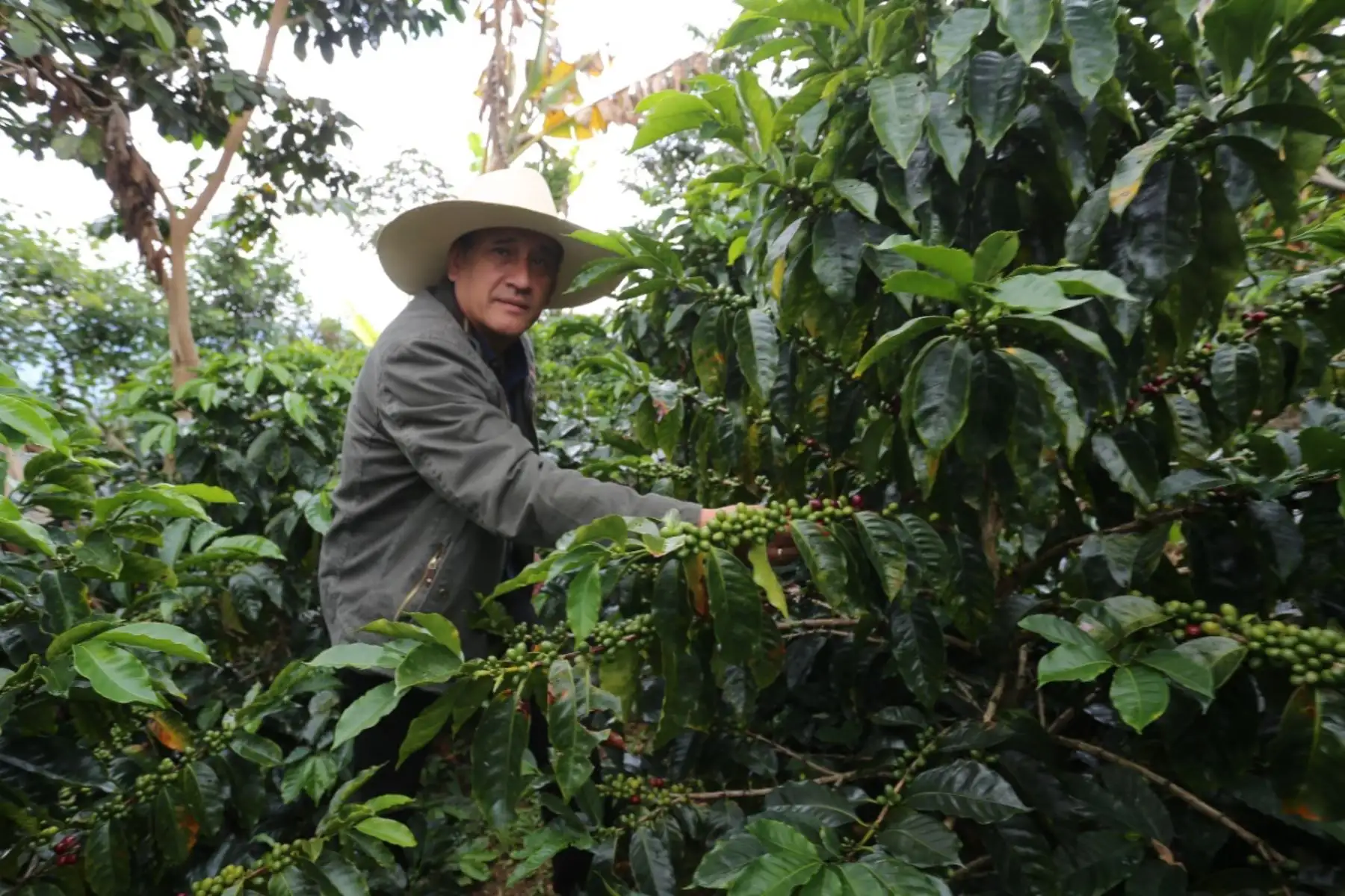 Cajamarca: crean el Primer Padrón Agrario Digital para apoyar a agricultores de café
