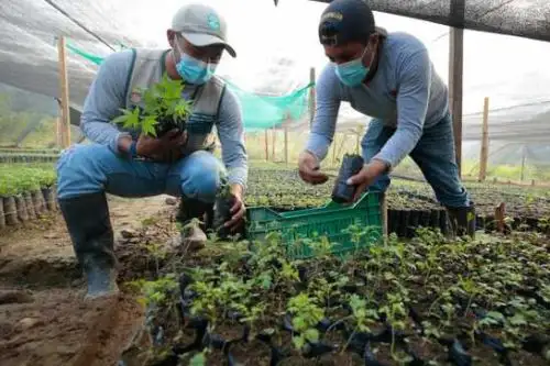 El goresam viene trabajando en la estrategia de reforestación desde el 2019. Foto: ANDINA/Goresam.