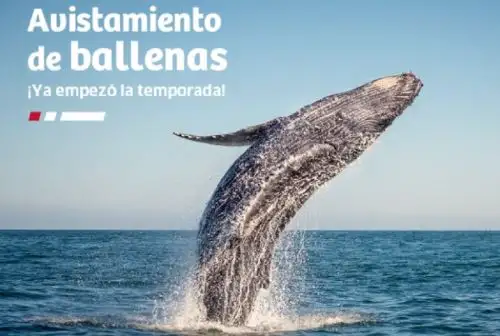 La temporada de avistamiento de ballenas en Perú empieza a mediados de julio y finaliza en octubre. Foto: Promperú.