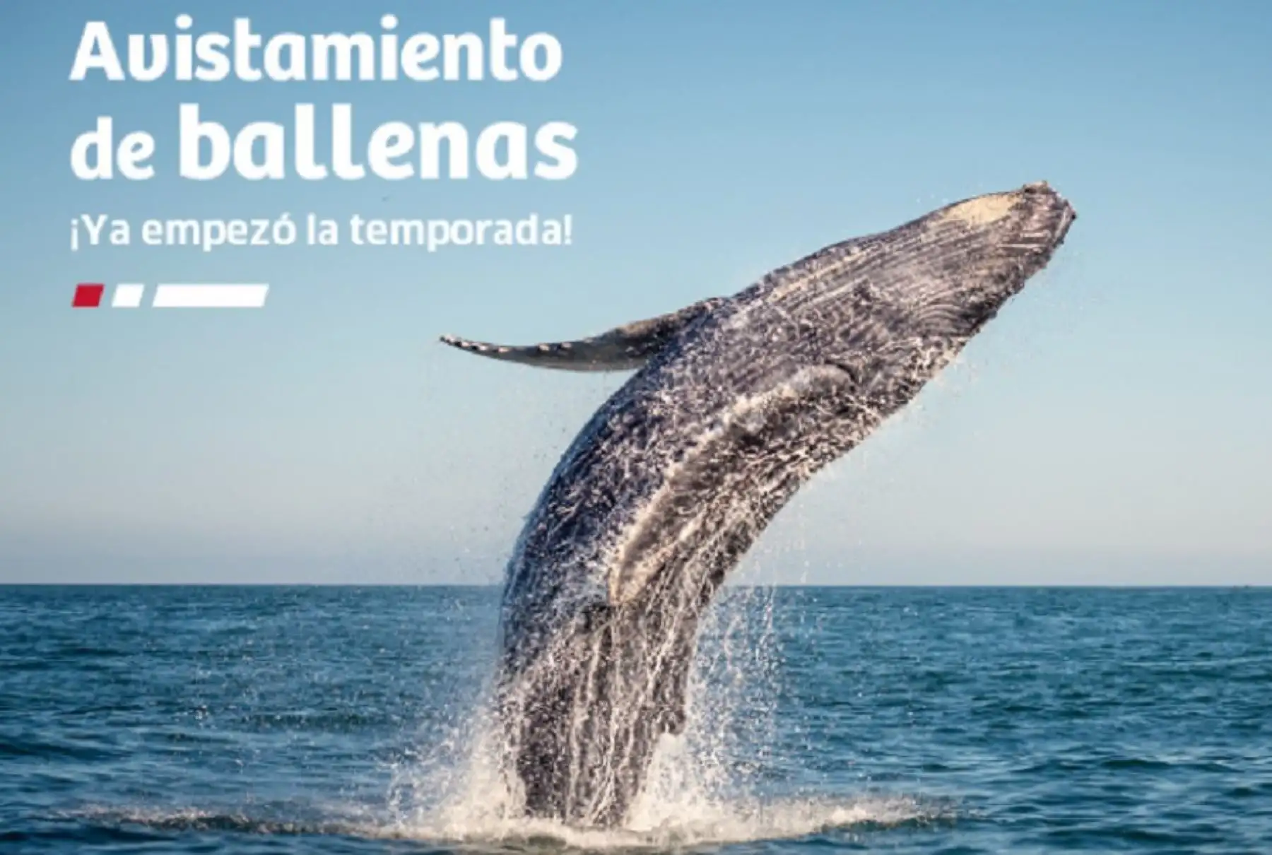 La temporada de avistamiento de ballenas en Perú empieza a mediados de julio y finaliza en octubre. Foto: Promperú.