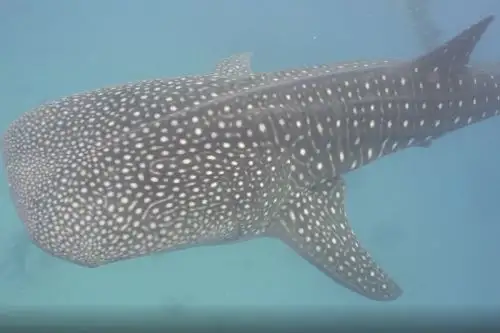 Un tiburón ballena de piel moteada nadando en el océano. Foto: NASA