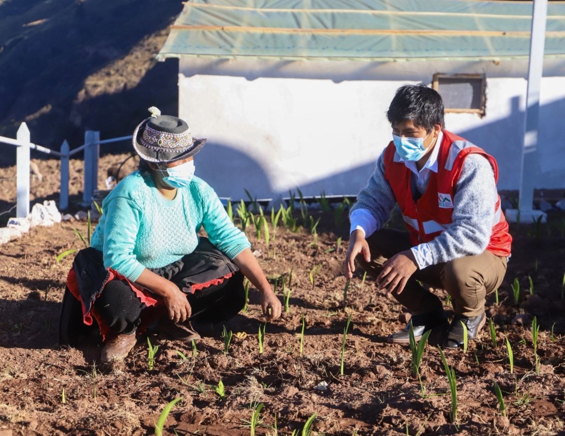 Pobladores del distrito de Antabamba, provincia de Acobamba, en Huancavelica, desarrollan varios emprendimientos en horticultura con el asesoramiento del programa PAIS. Foto: ANDINA/Difusión.