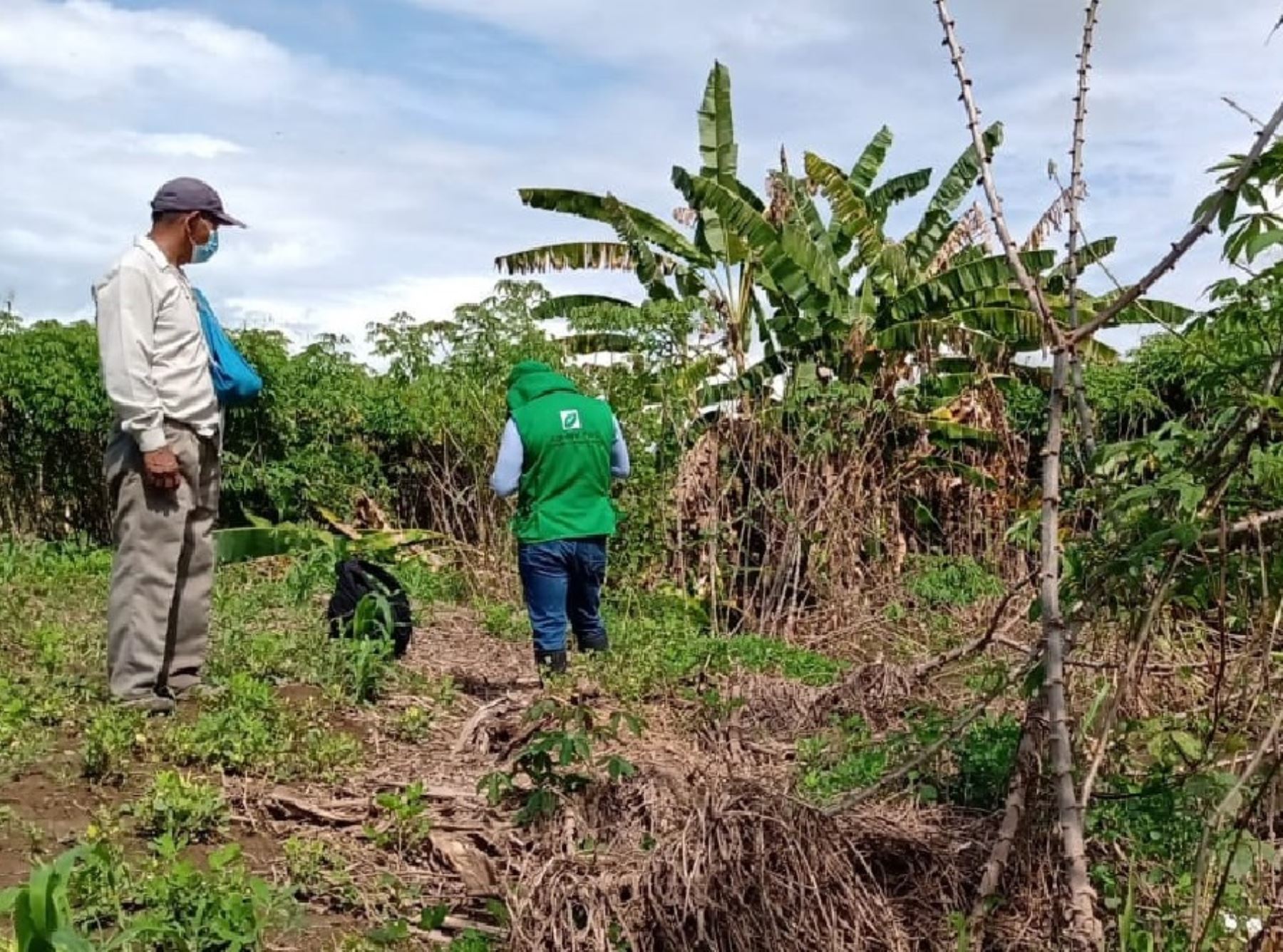 Seguro Agrario Catastrófico indemnizó a agricultores que perdieron sus cultivos por eventos naturales en San Martín, informó el Gobierno Regiional.