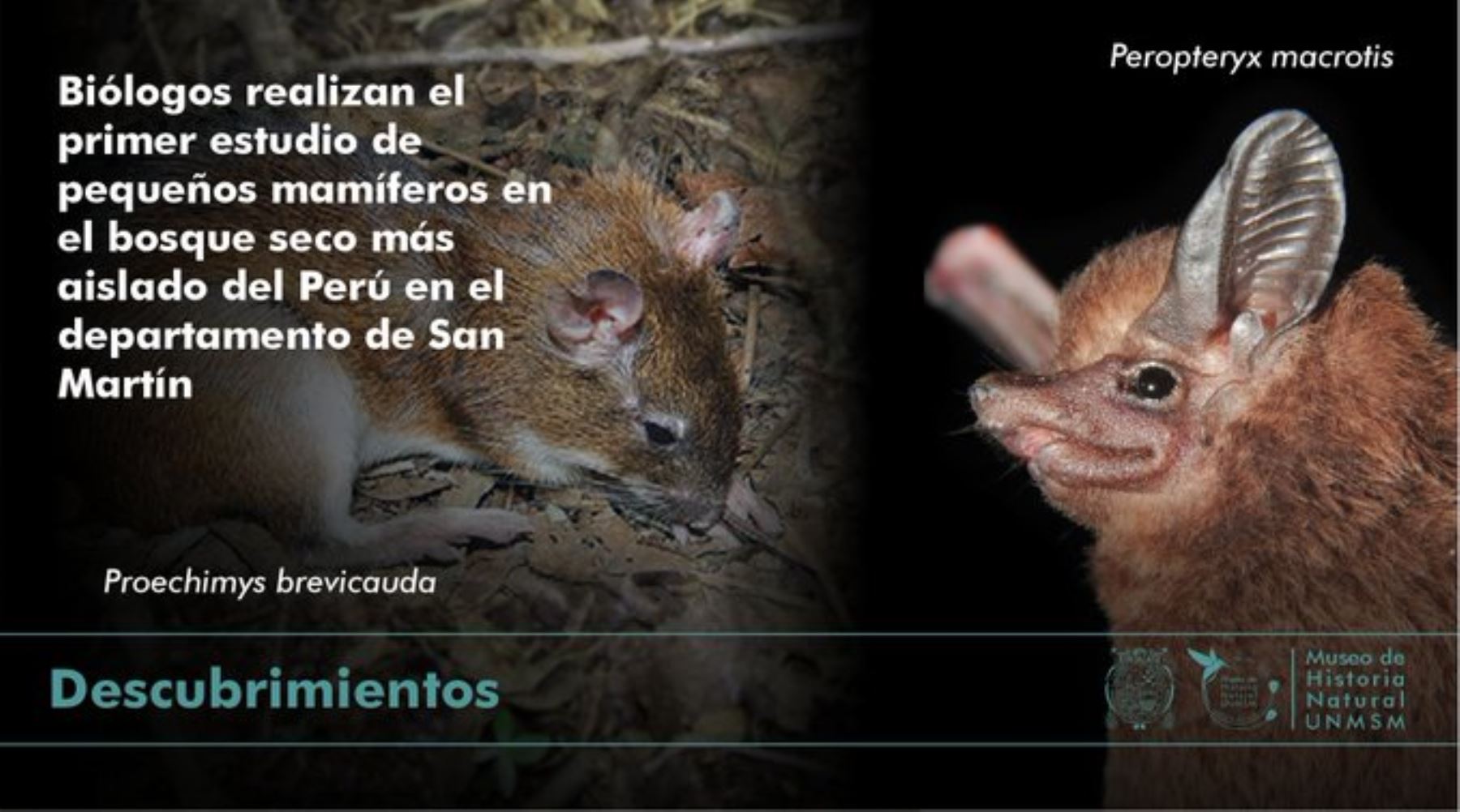 Esta investigación se constituye como una pieza fundamental para la conservación de la biodiversidad en la región San Martín.