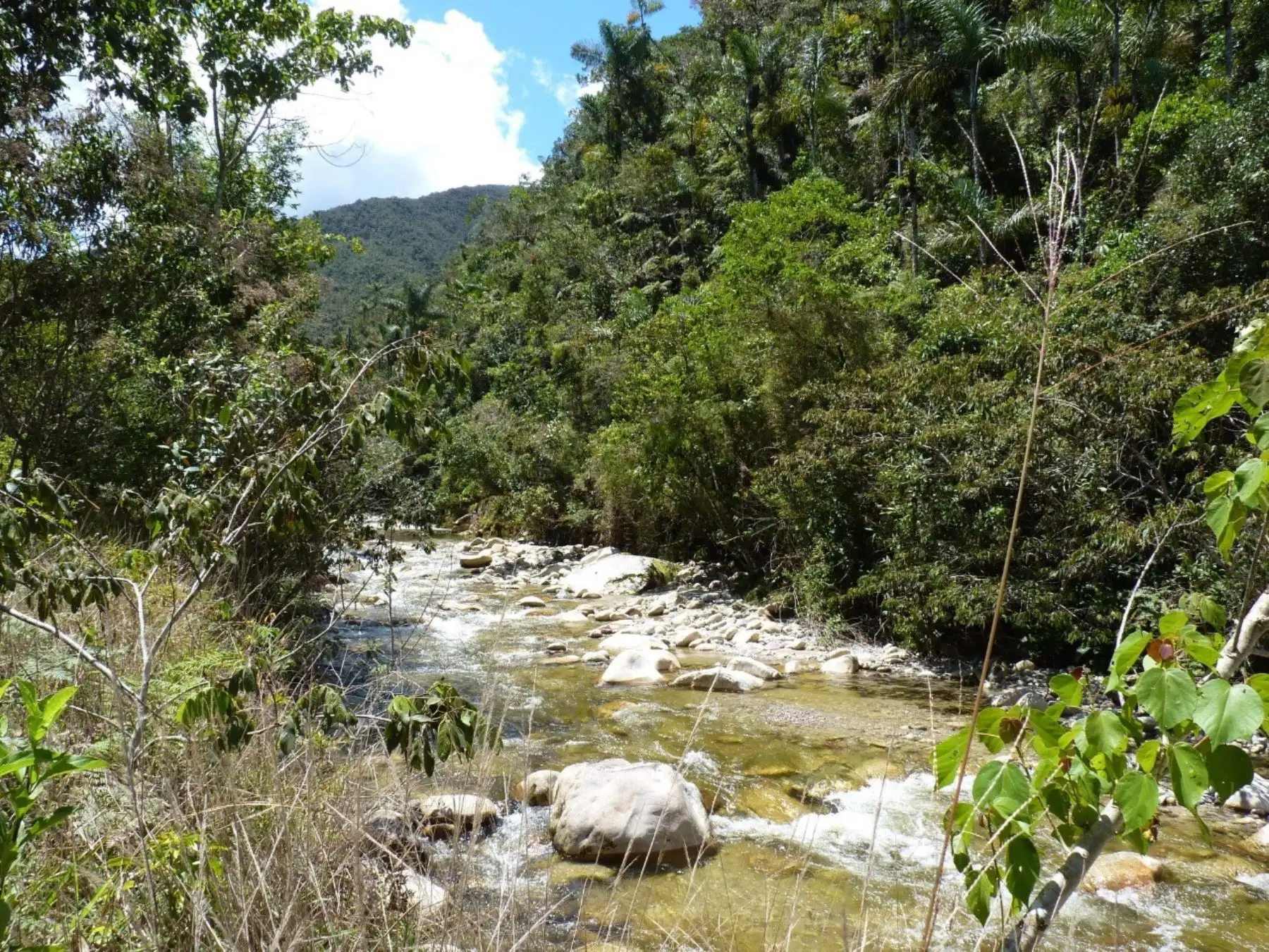 Pasco: crean Área de Conservación Regional Chontabamba Huanc