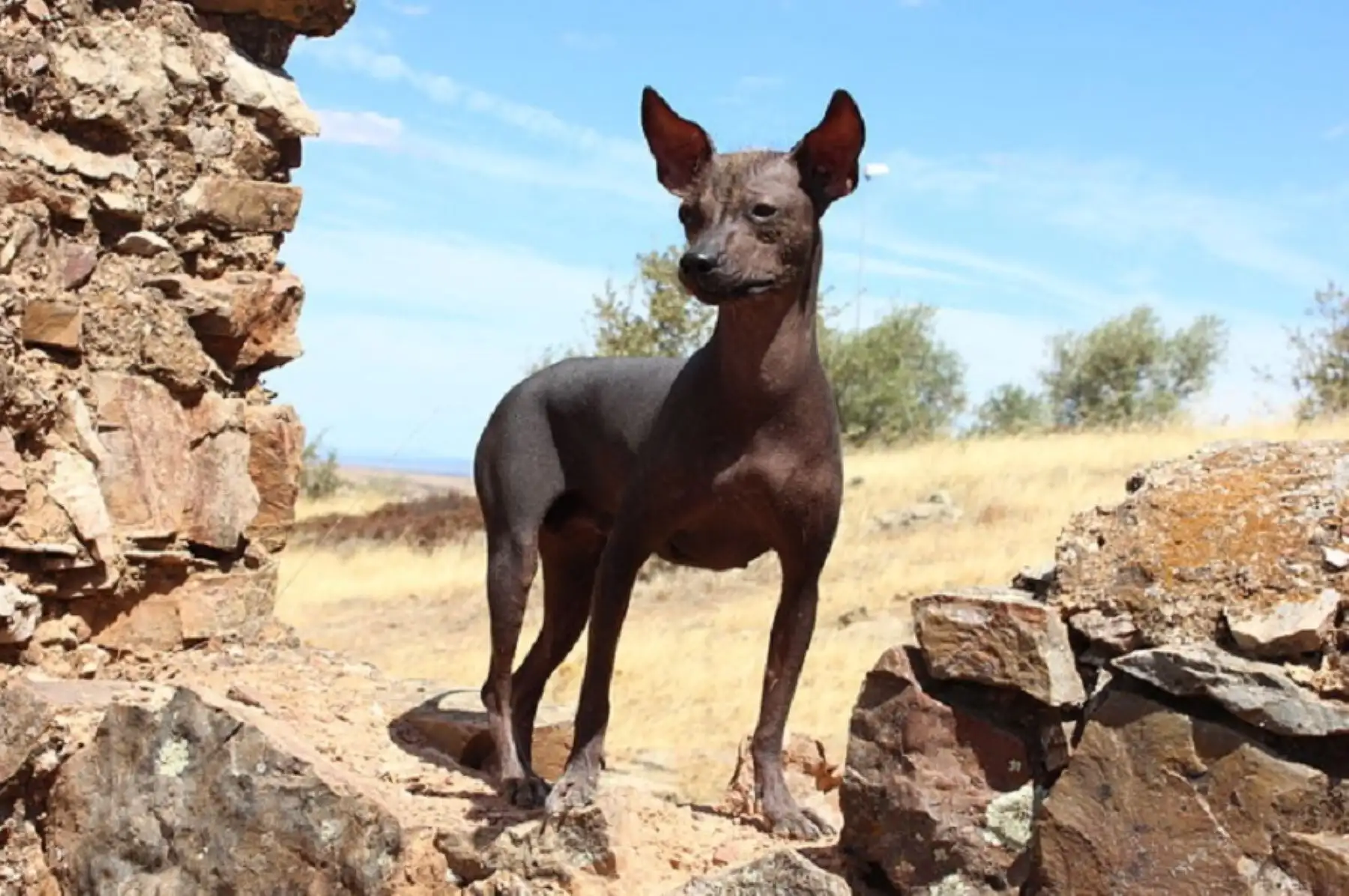 El perro sin pelo es una raza oriunda del Perú, reconocida como tal en 1985 por la Federación Cinológica Internacional (FCI), la organización de Kennel Clubes más grande del mundo. Foto: Paradais Sphynx.