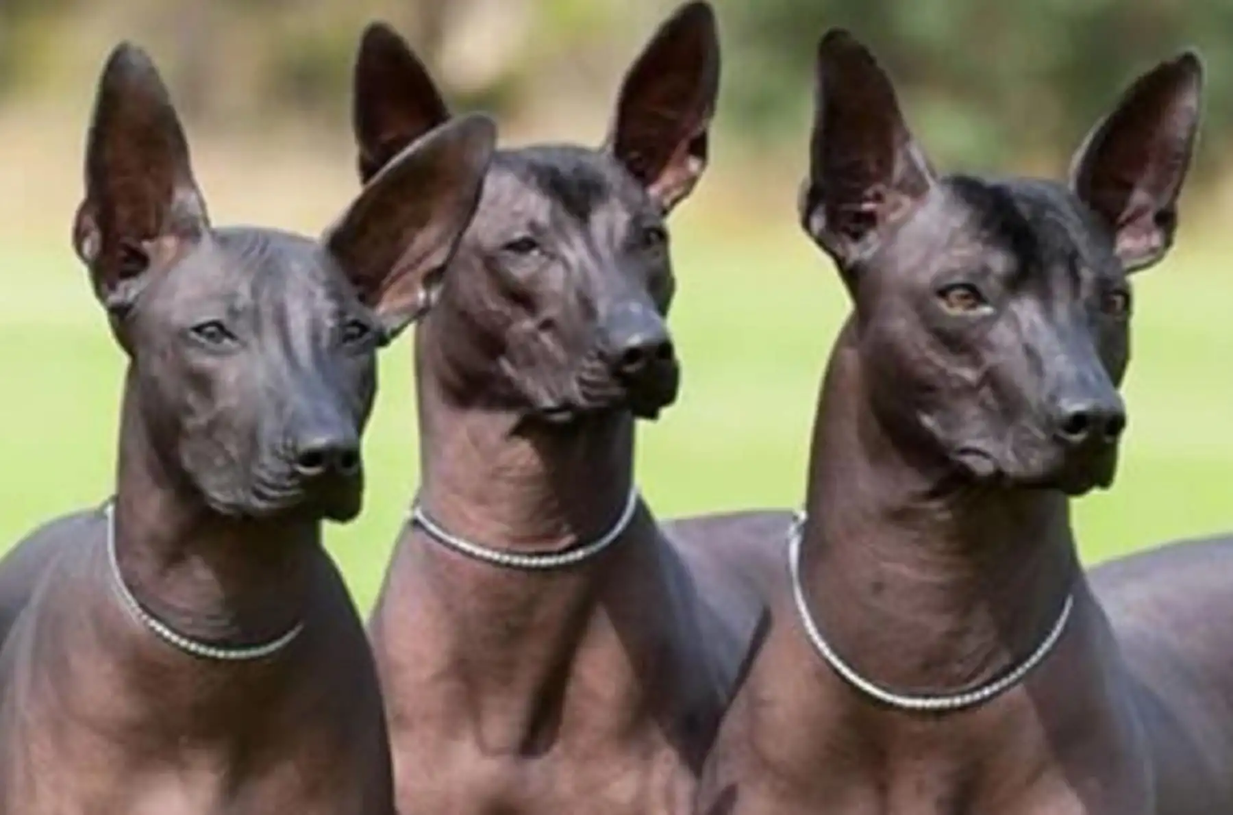 La presencia del perro sin pelo en la historia del Perú se remonta a tiempos ancestrales. Foto: CurioSfera