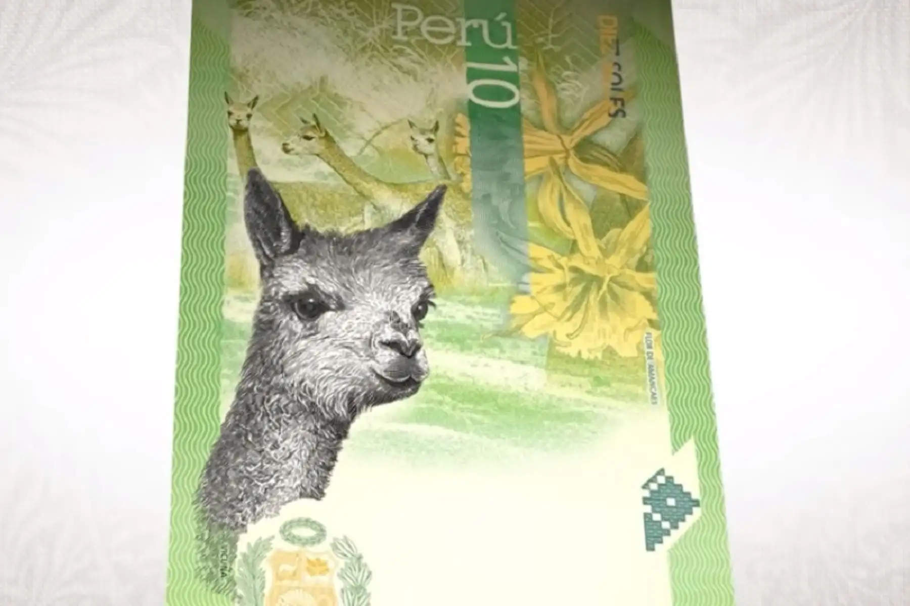 Además de destacar en el Escudo Nacional como símbolo de la fauna autóctona peruana y motivo de orgullo por poseer una de las fibras más finas del mundo, la vicuña (Vicugna vicugna) figura ahora como insigne ejemplar de la fauna silvestre peruana en el reverso del nuevo billete de 10 soles.