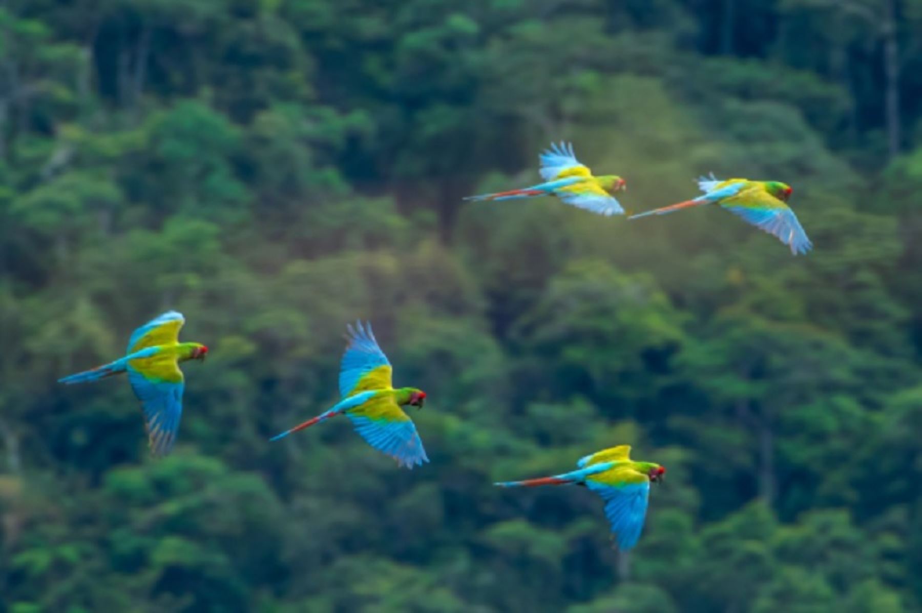 Perú posee una variada y rica biodiversidad que respalda su candidatura como mejor Destino de Naturaleza Líder de Sudamérica en los Óscar del Turismo.  ANDINA/Difusión
