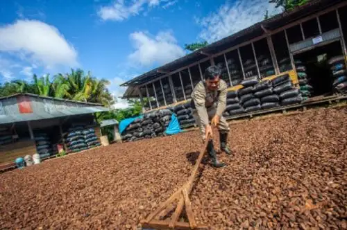 Otorgan financiamiento a castañeros indígenas de Madre de Dios para mejorar su producción. ANDINA/Difusión