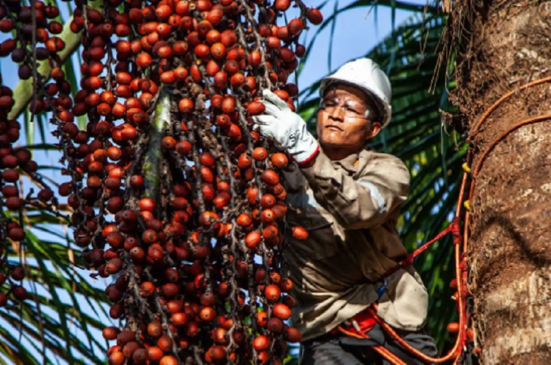 Productores de aguaje podrán acceder al Programa de Financiamiento Directo para las Cadenas Productivas Forestales No Maderables en Madre de Dios destinado al aprovechamiento, procesamiento y comercialización, informó el Servicio Nacional Forestal y Fauna Silvestre (Serfor).