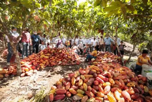 La Gerencia de Desarrollo Económico del Goresam organizó la actividad que comprendió visitas a las provincias de San Martín, Moyobamba y Huallaga, donde intercambiaron experiencias en la producción y comercialización del cacao y adquirieron conocimientos sobre el uso de tecnologías y experiencias en el manejo de ese cultivo.