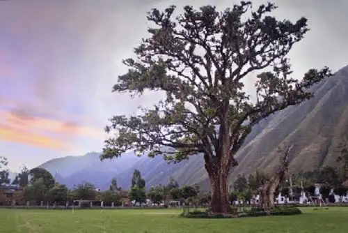 La historia del pisonay, de 196 años, está vinculada a la visita de Simón Bolívar a los Andes peruanos y a su paso por Yucay, donde -cuentan los pobladores- el libertador plantó cuatro árboles de la especie pisonay, de los cuales solo el citado queda vivo y en pie.